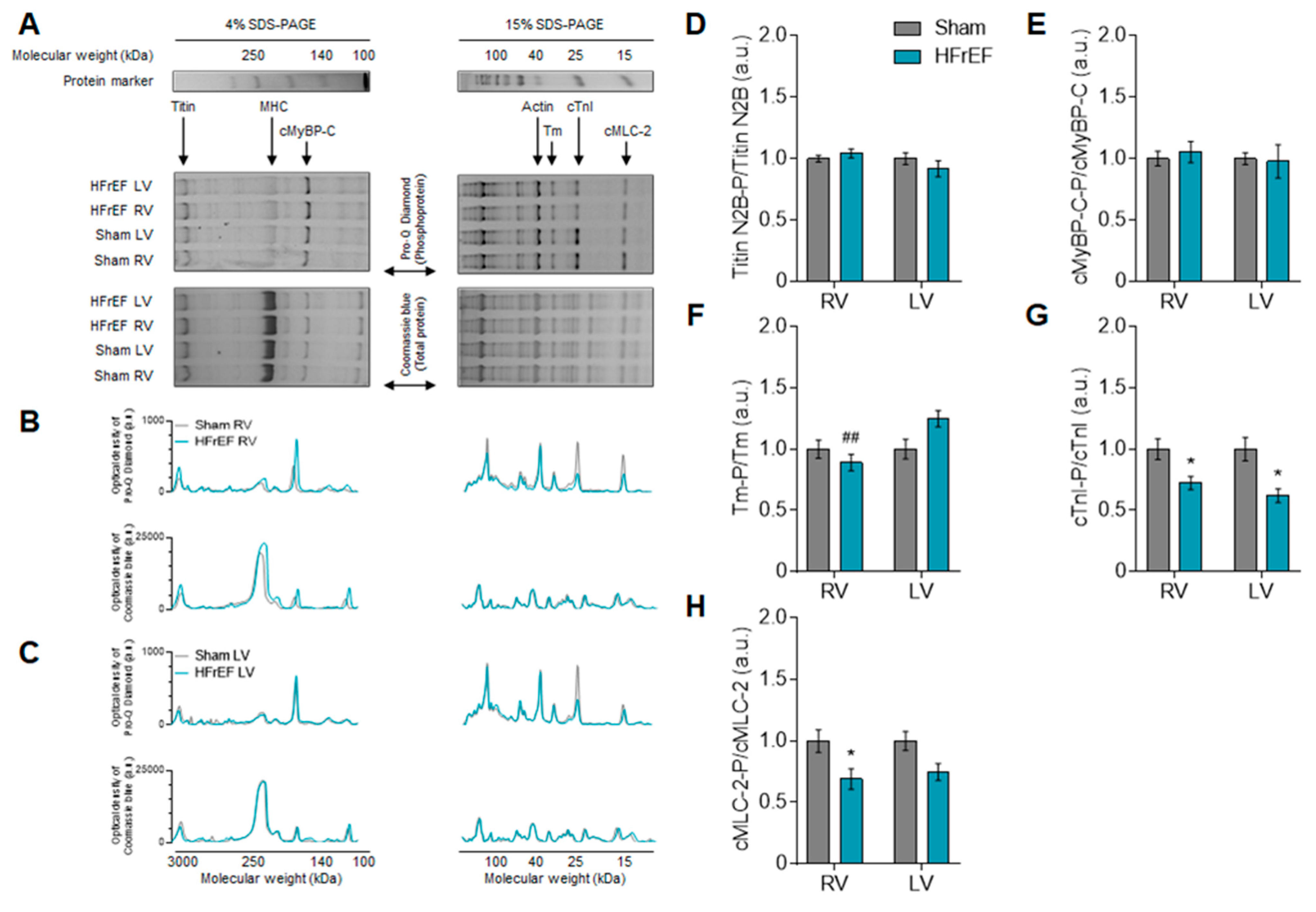 Antioxidants 10 00964 g006