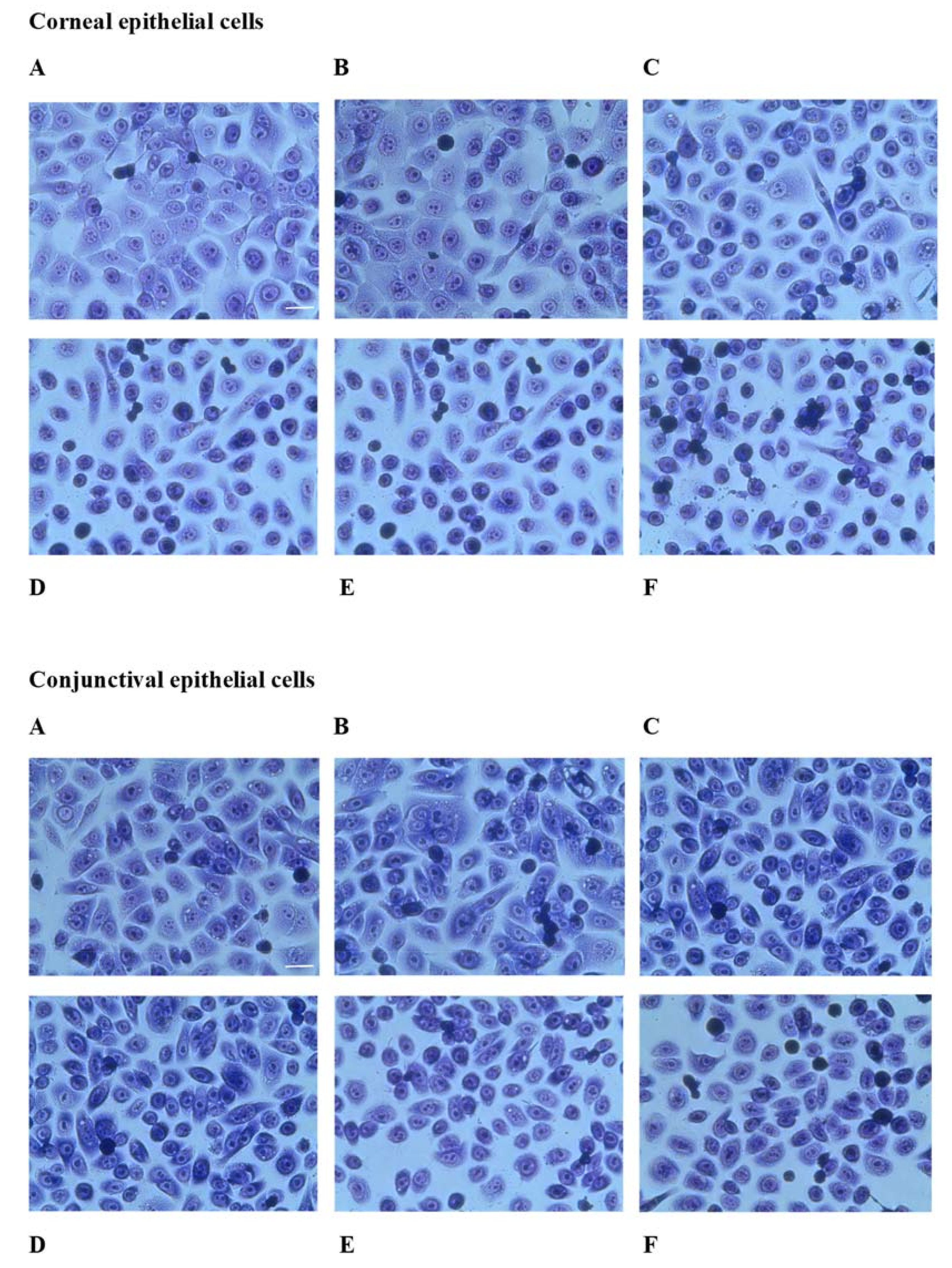 Antioxidants 10 00968 g006