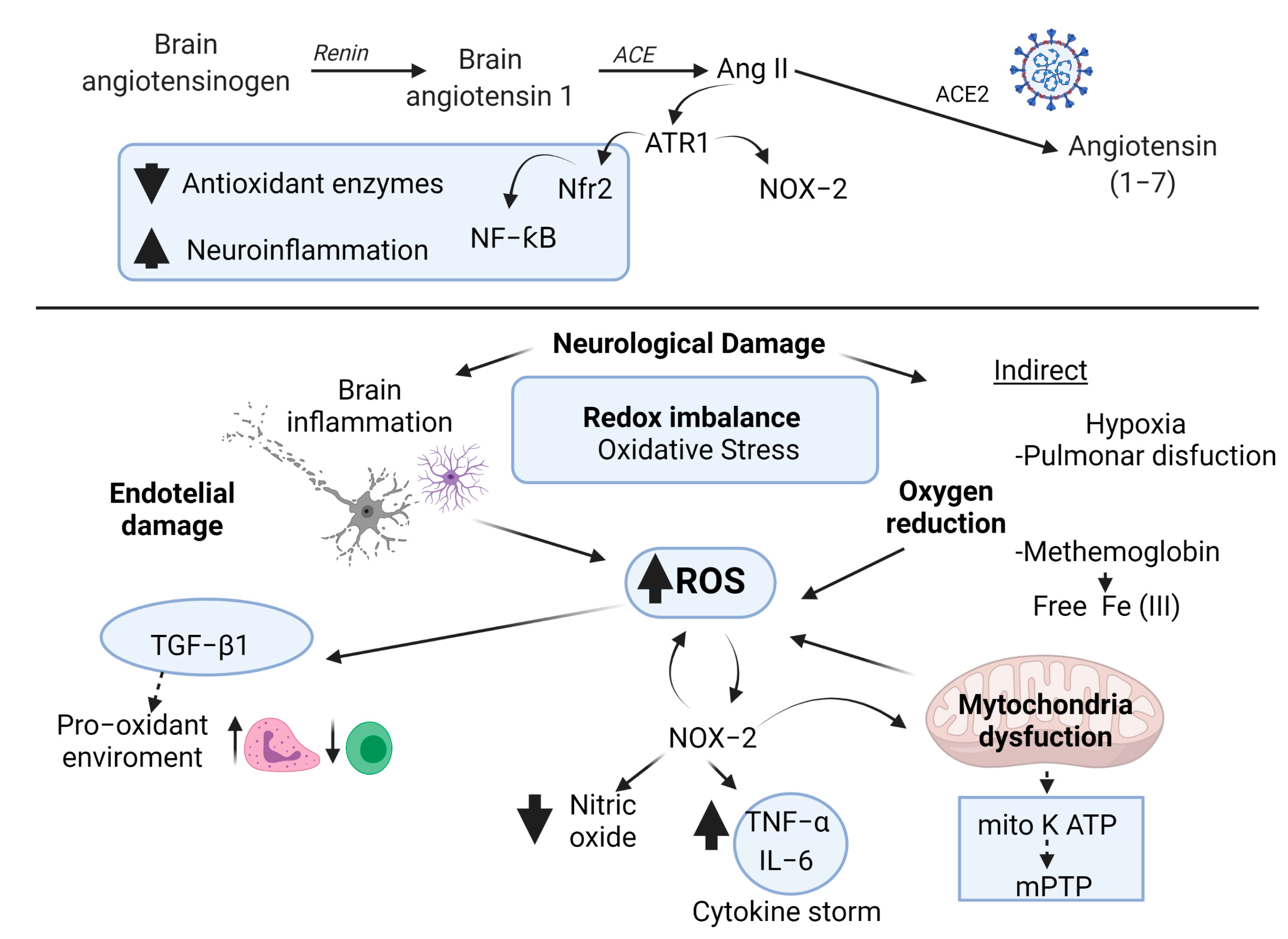 Antioxidants 10 00971 g001 Antioxidants 10 00971 g001