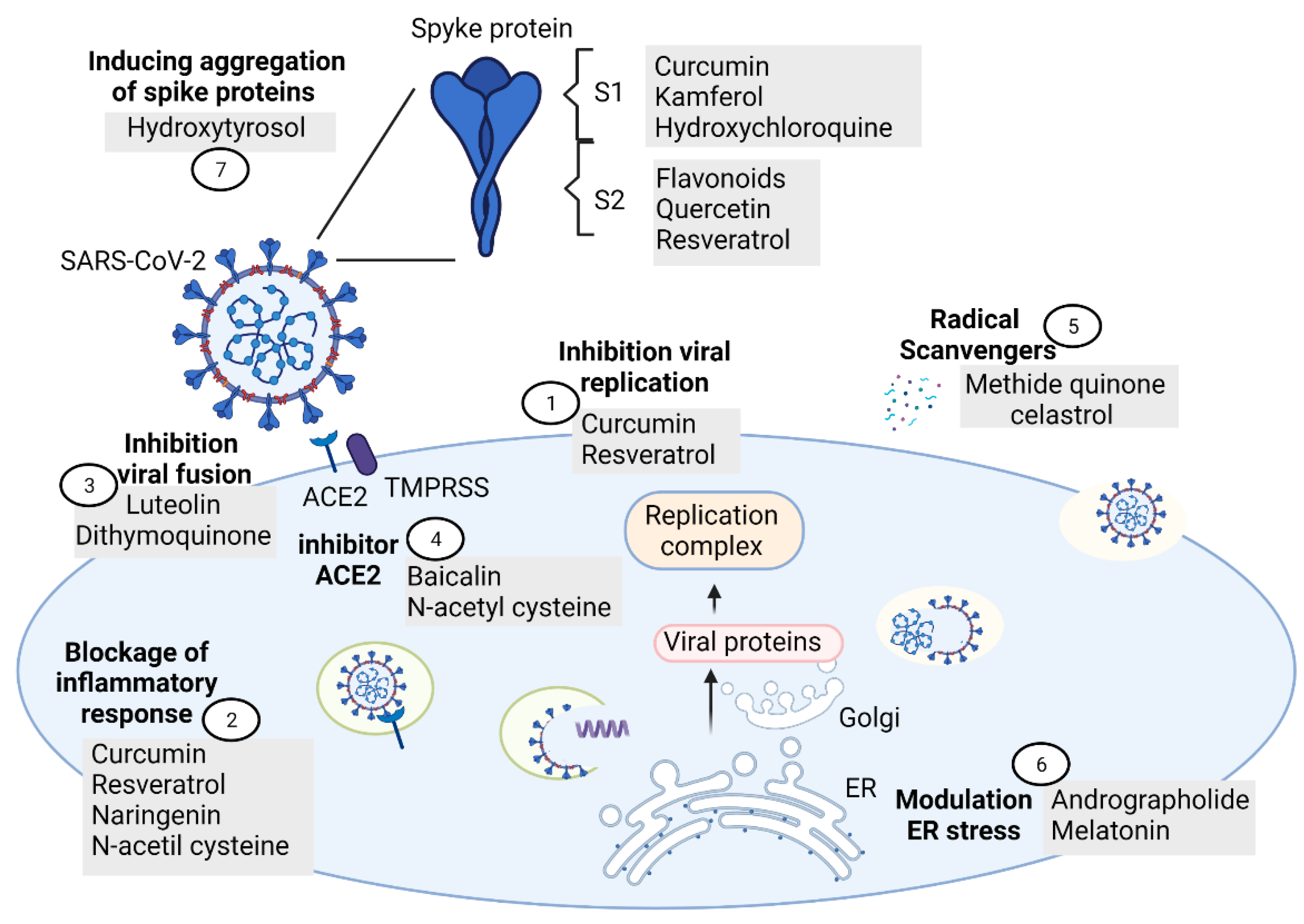 Antioxidants 10 00971 g002 Antioxidants 10 00971 g002