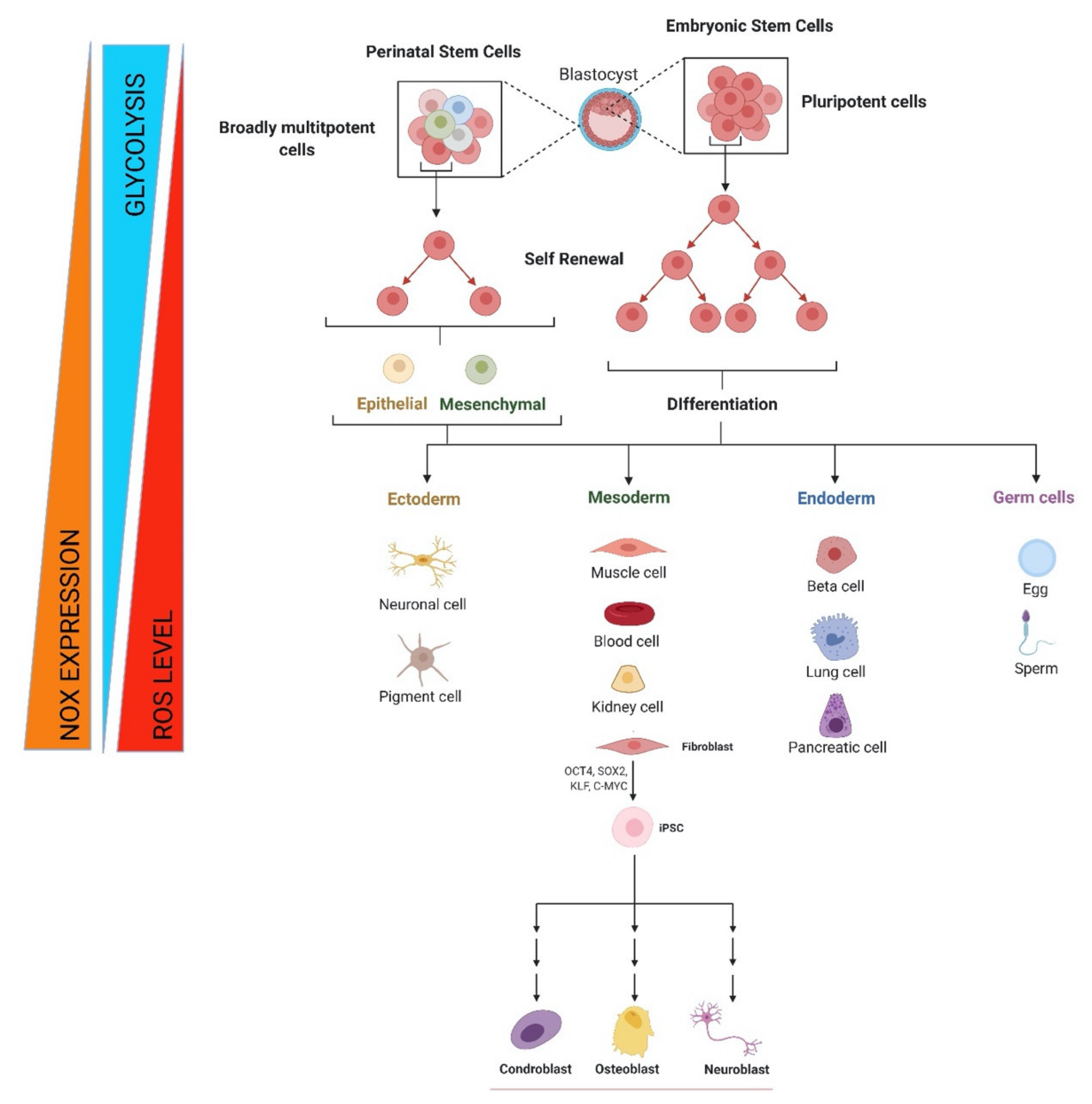 Antioxidants 10 00973 g001