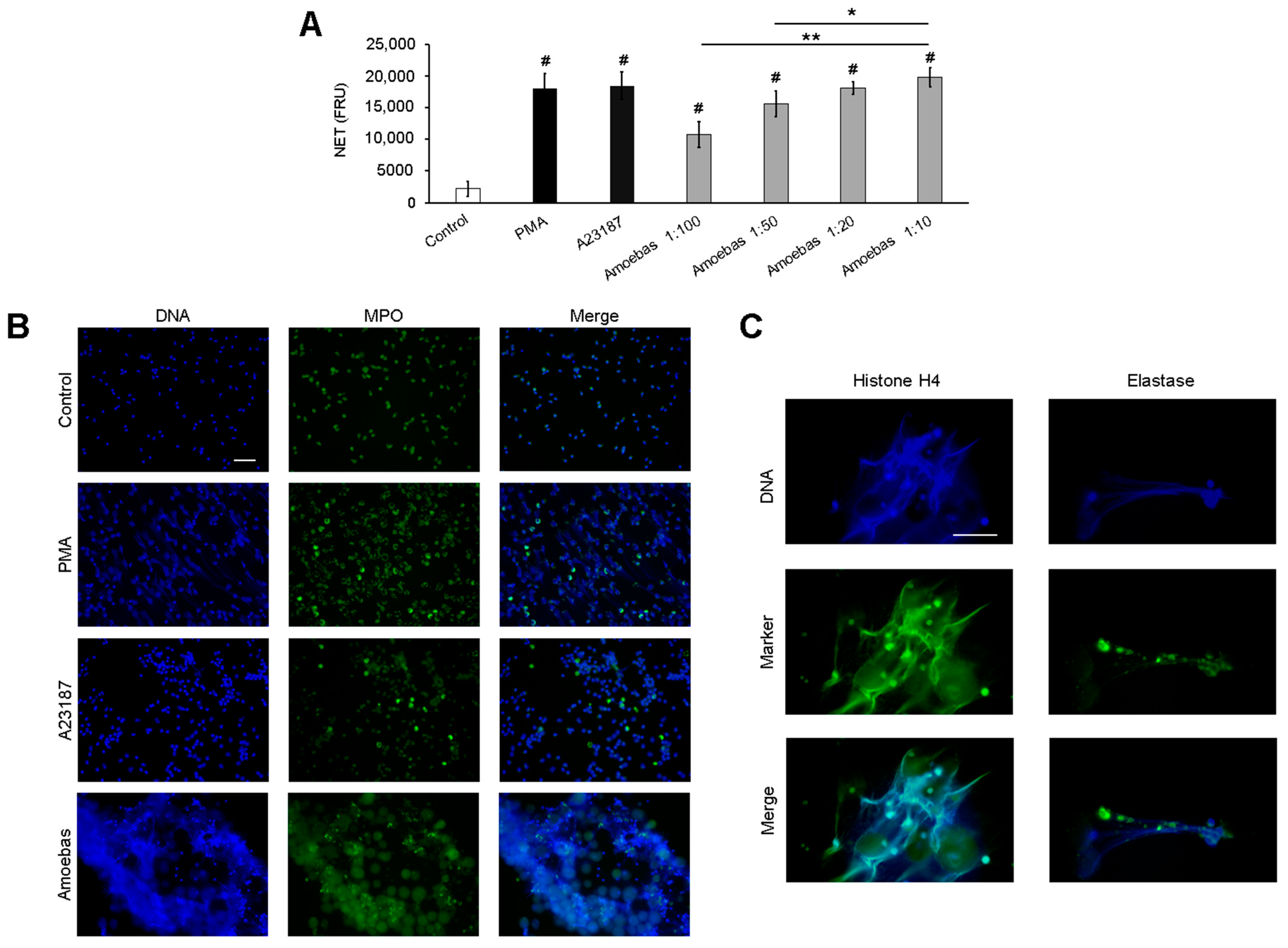 Antioxidants 10 00974 g001
