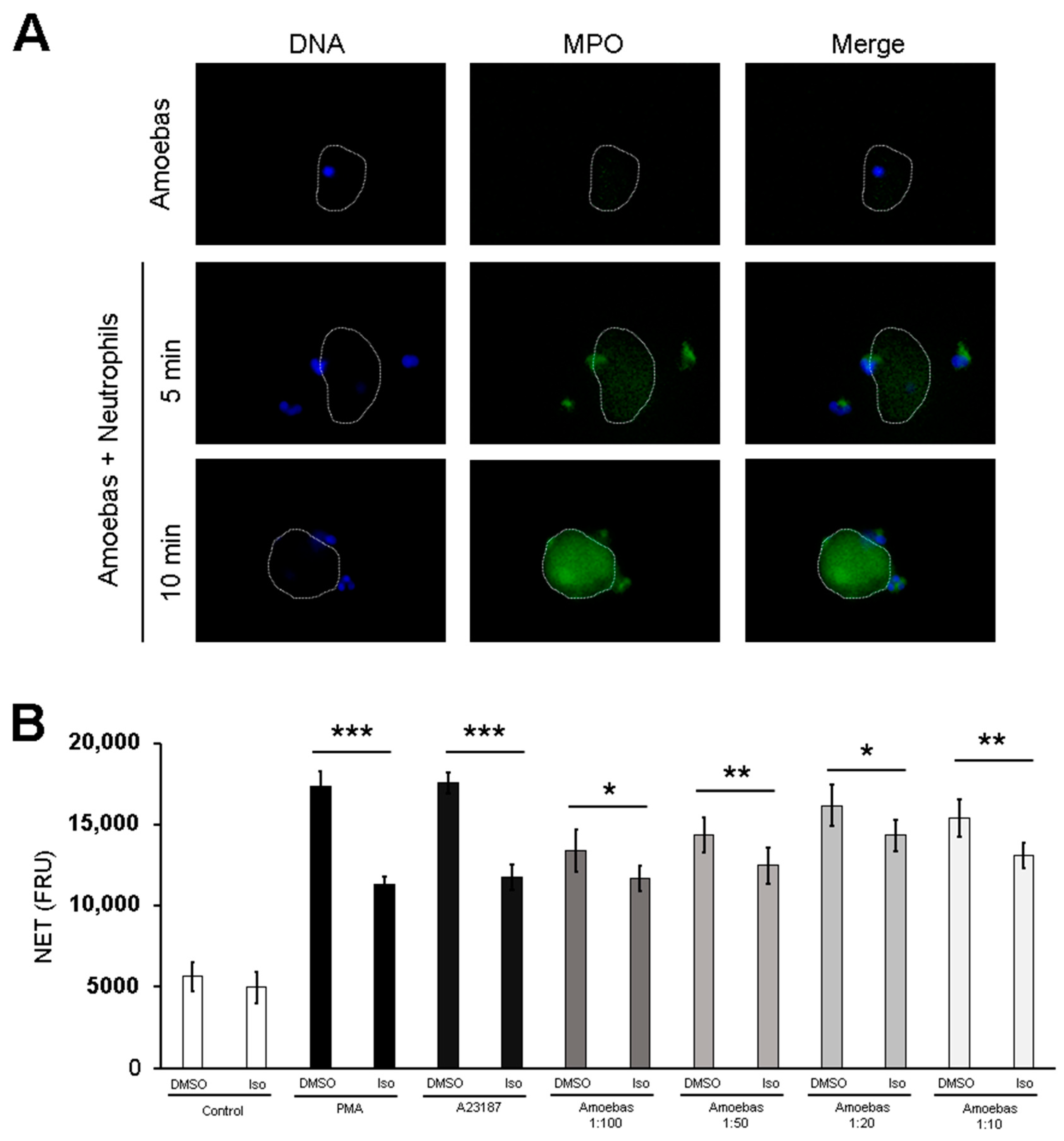 Antioxidants 10 00974 g008