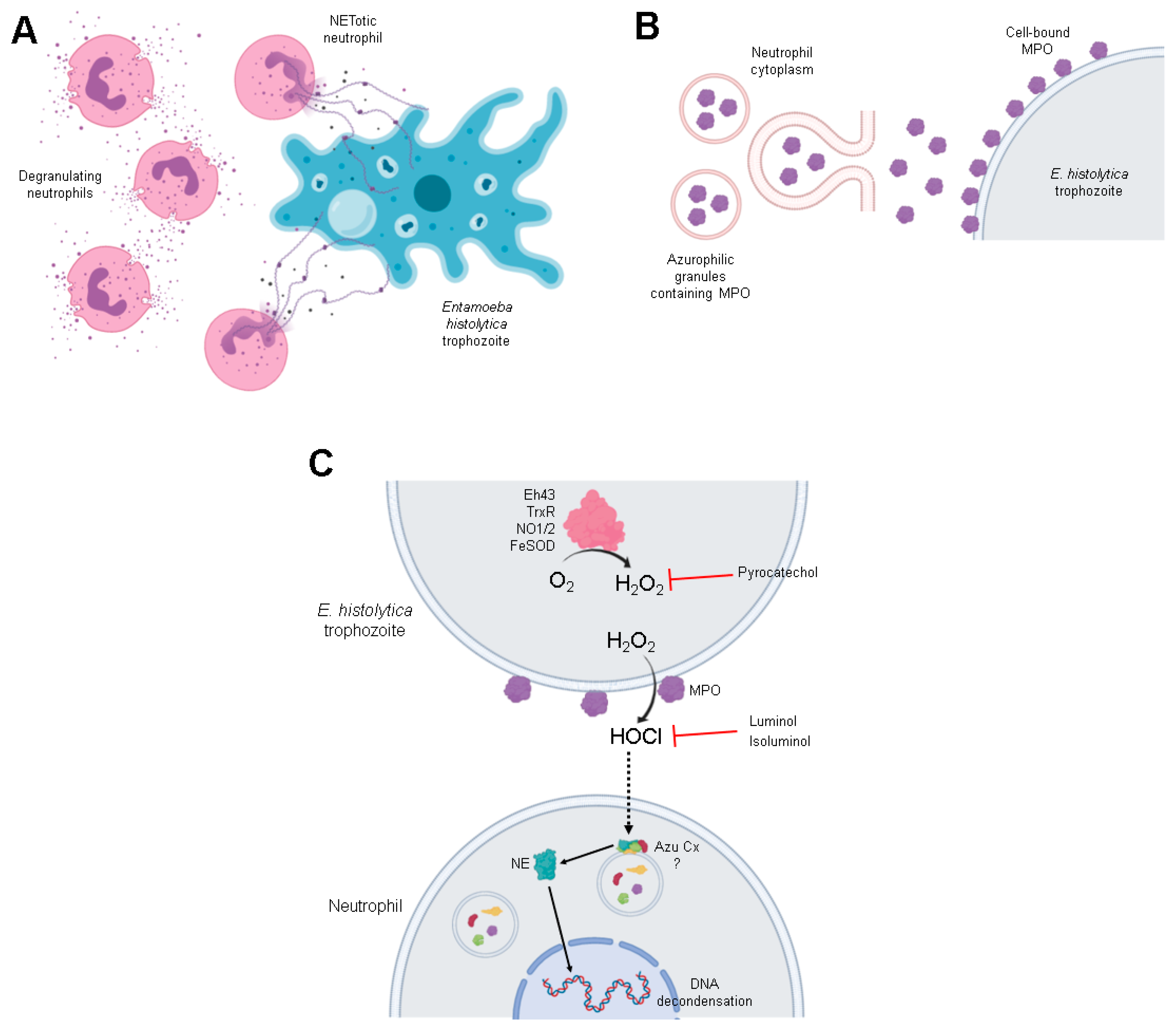 Antioxidants 10 00974 g010