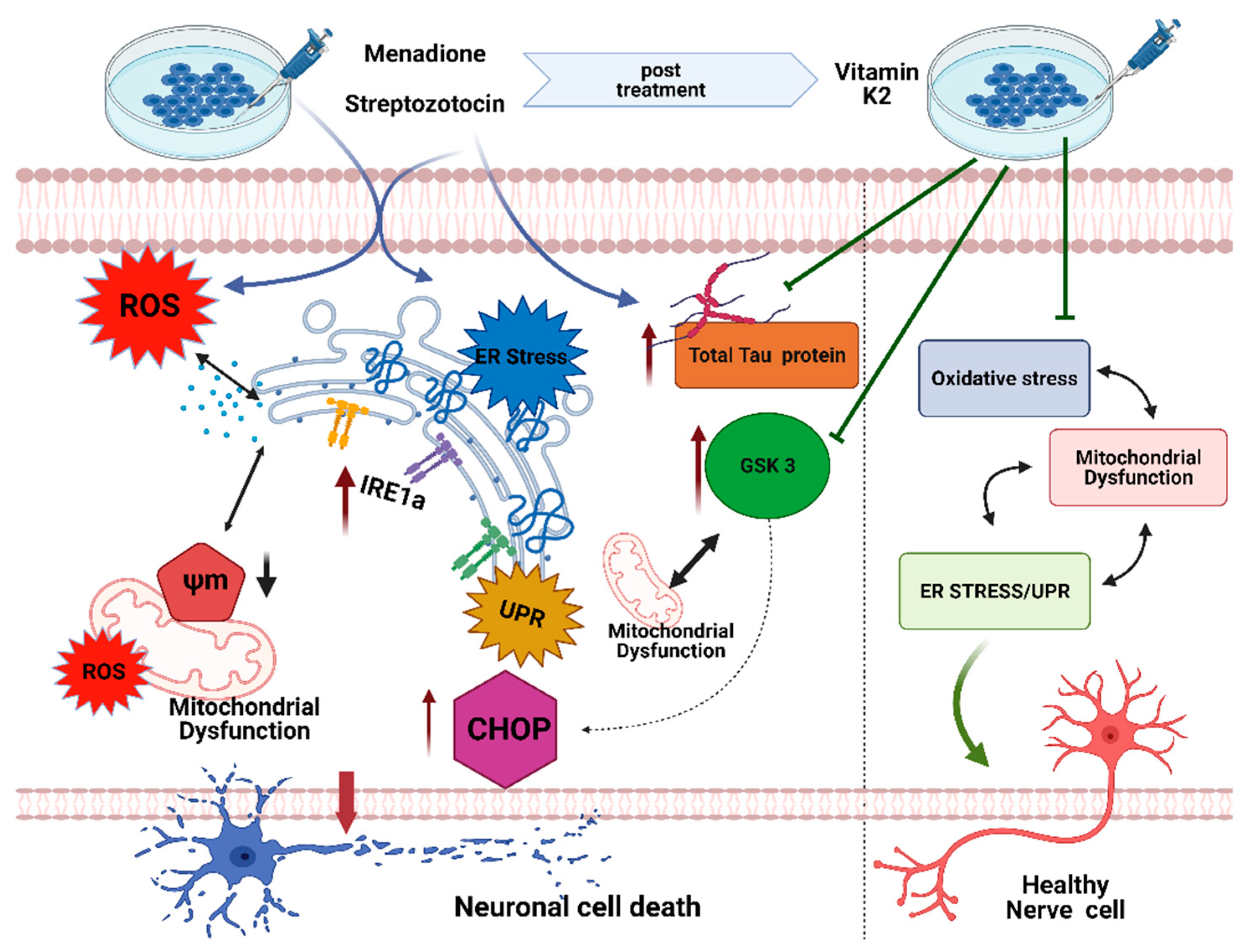 Antioxidants 10 00983 g010