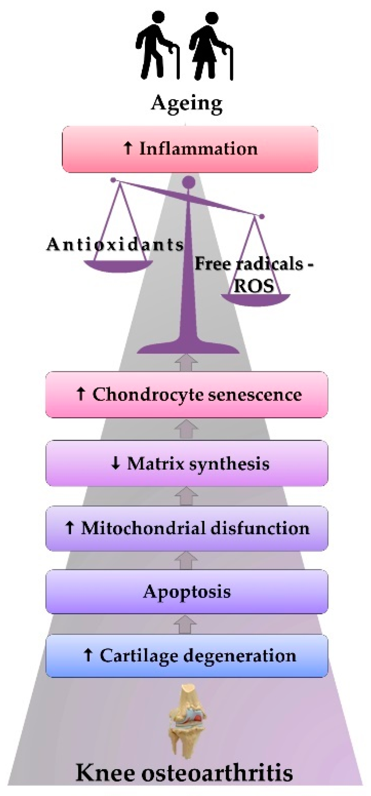Antioxidants 10 00985 g003
