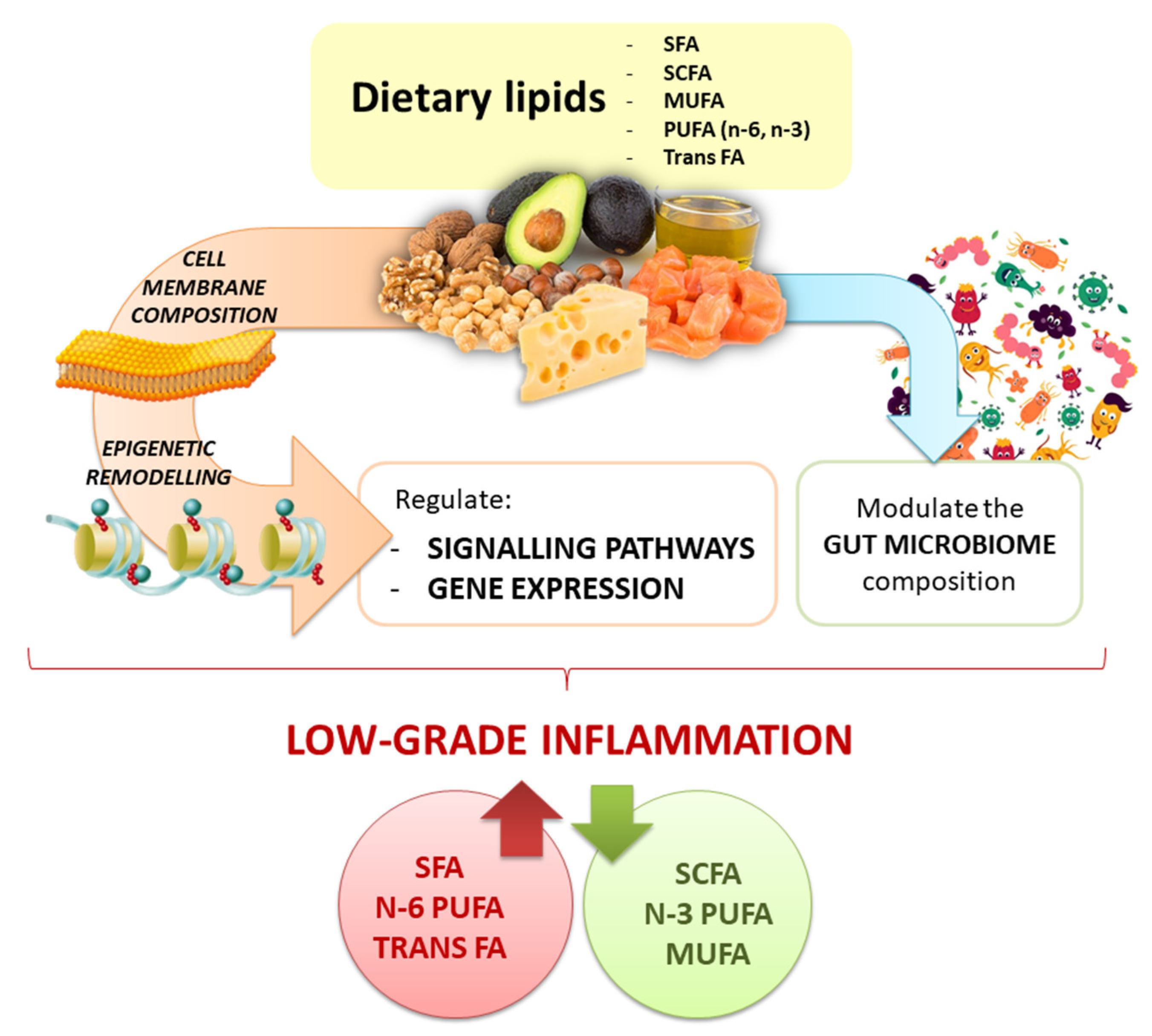 Antioxidants 10 00994 g003