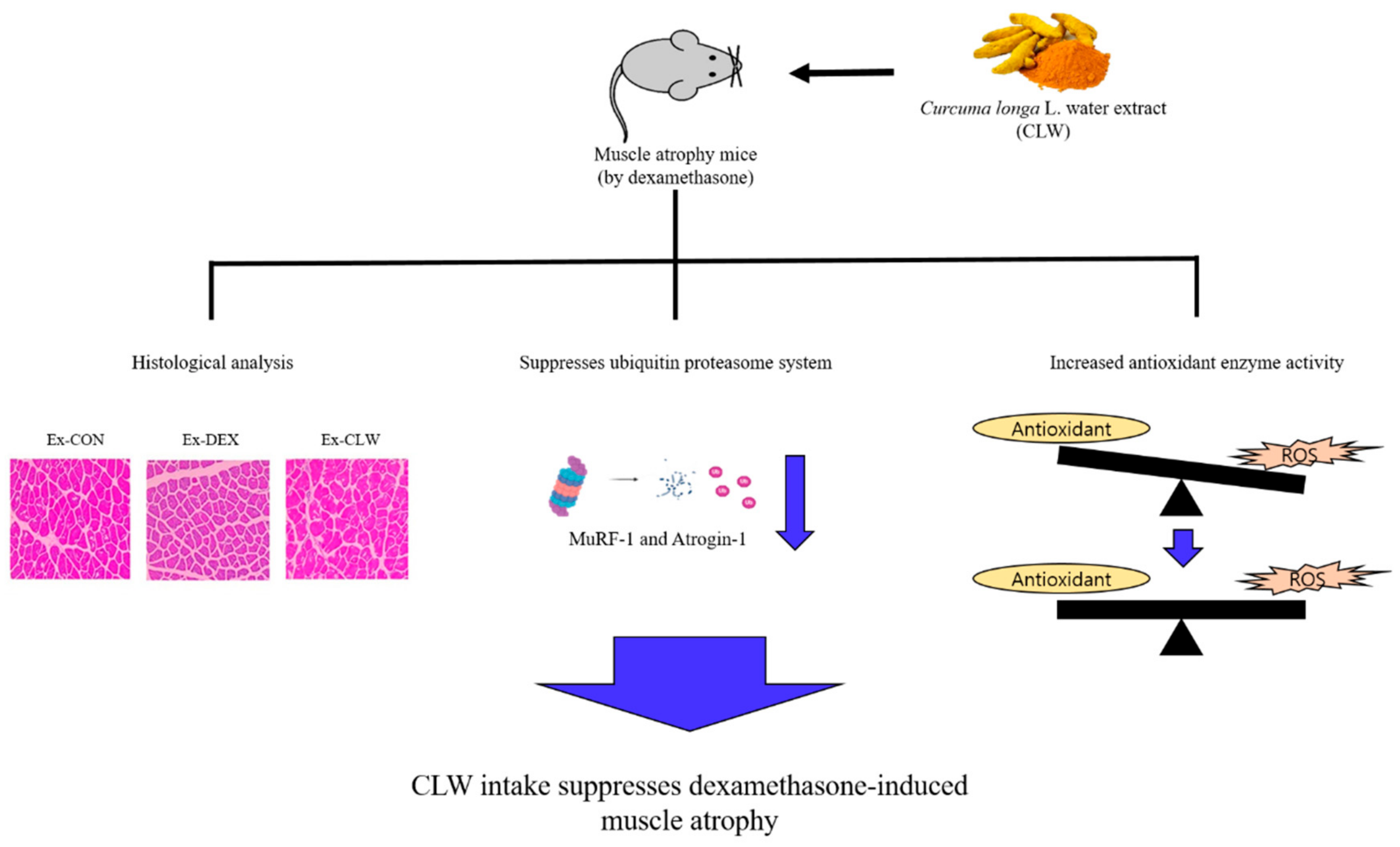 Antioxidants 10 01000 g005