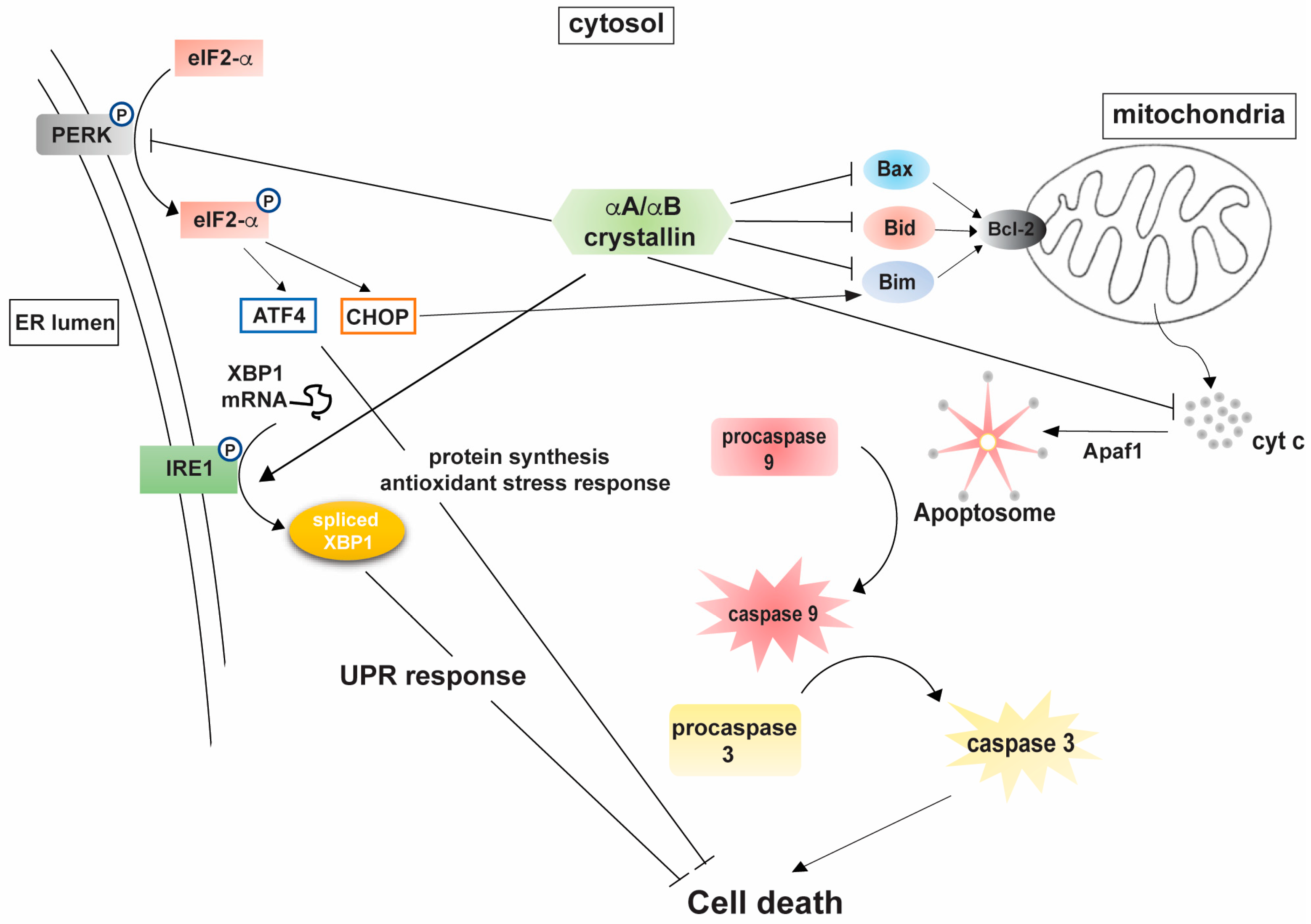 Antioxidants 10 01001 g001 Antioxidants 10 01001 g001