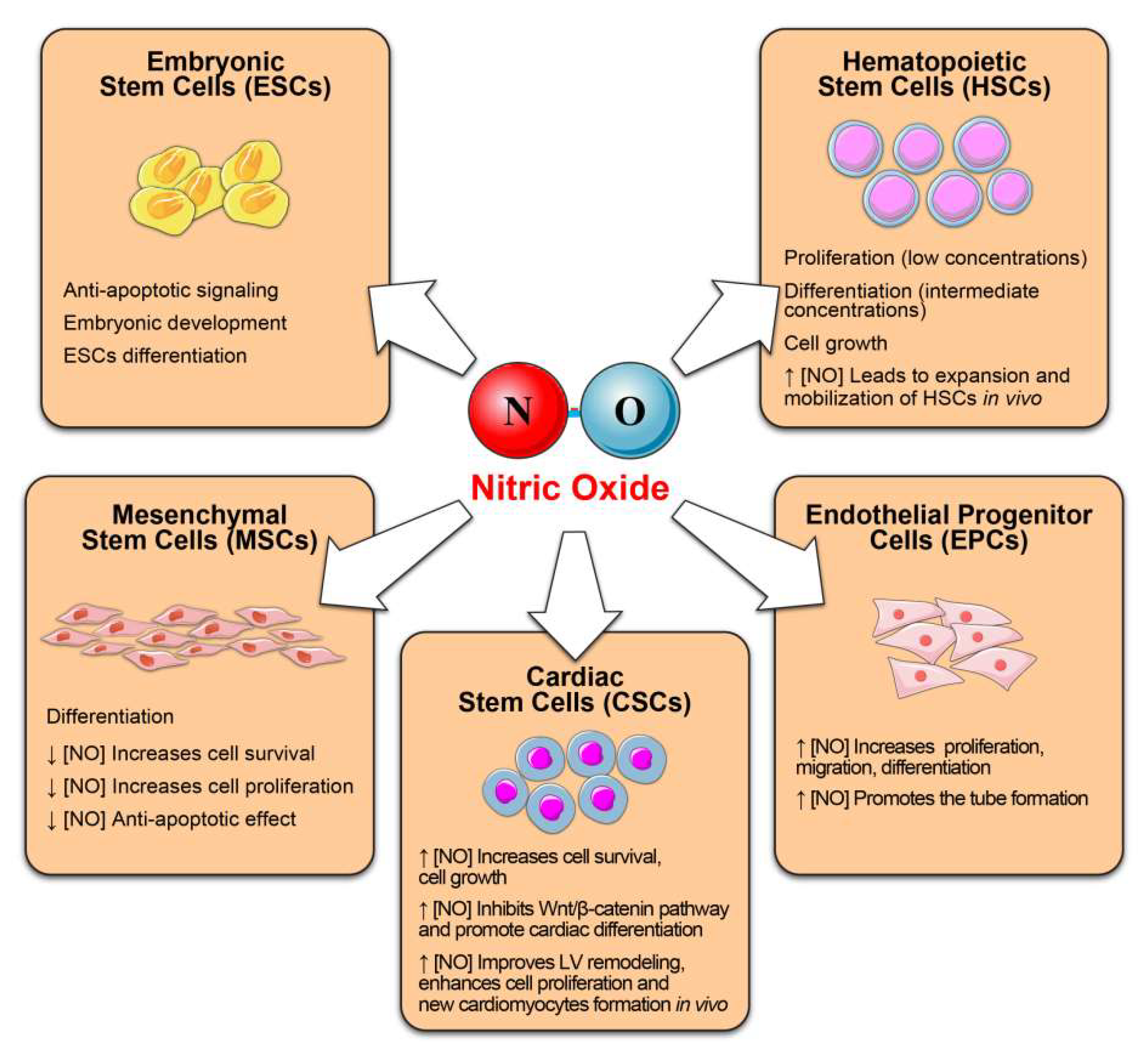 Antioxidants 10 01002 g002 Antioxidants 10 01002 g002