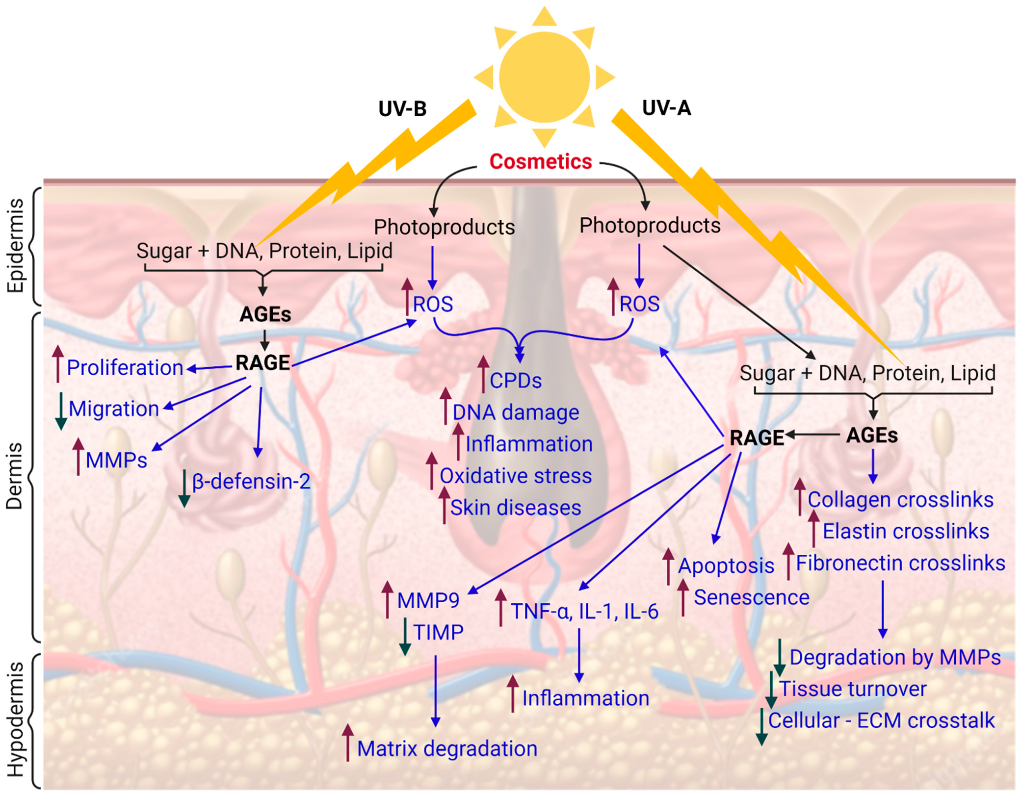Antioxidants 10 01008 g002 Antioxidants 10 01008 g002