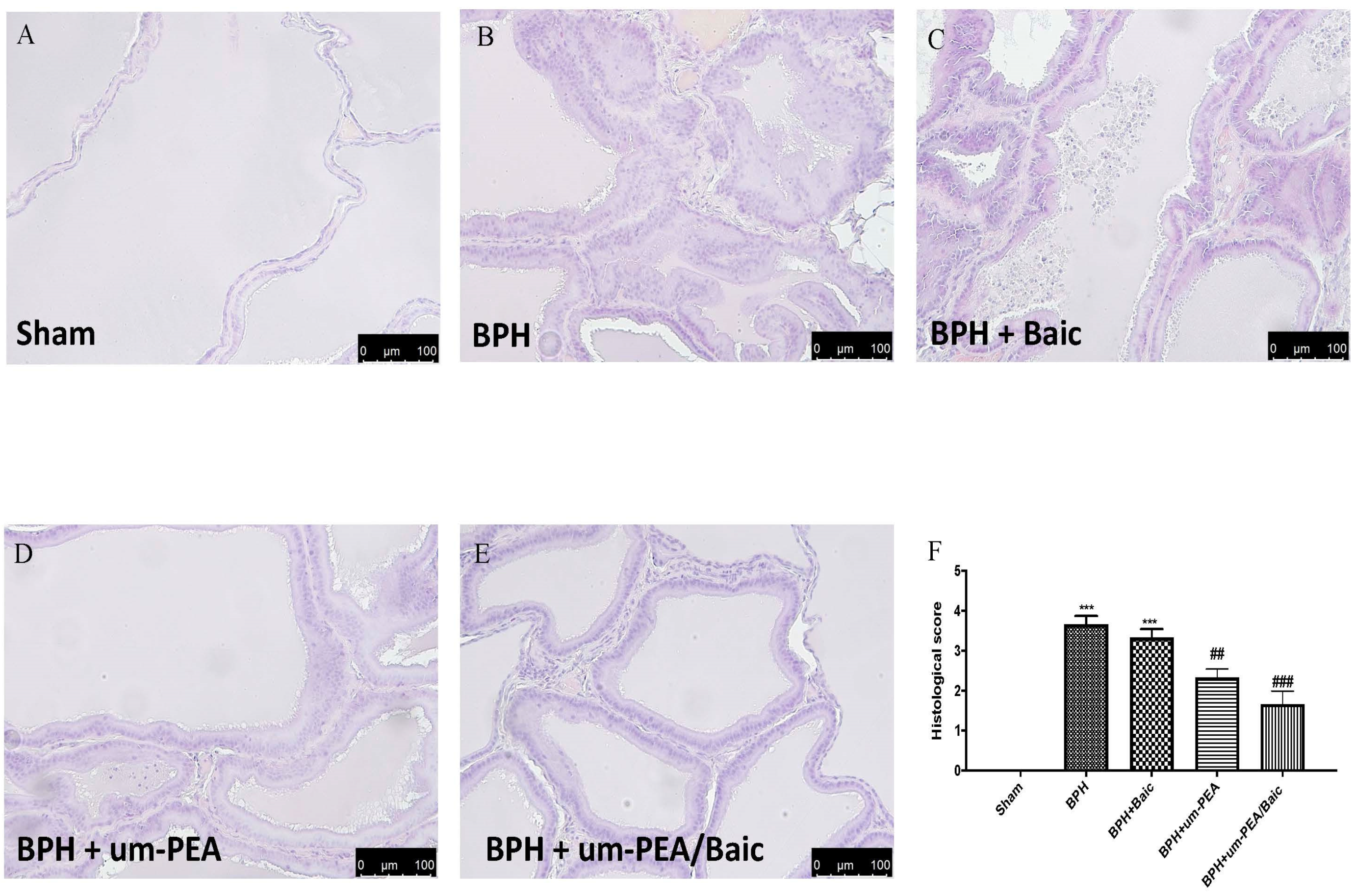Antioxidants 10 01014 g003