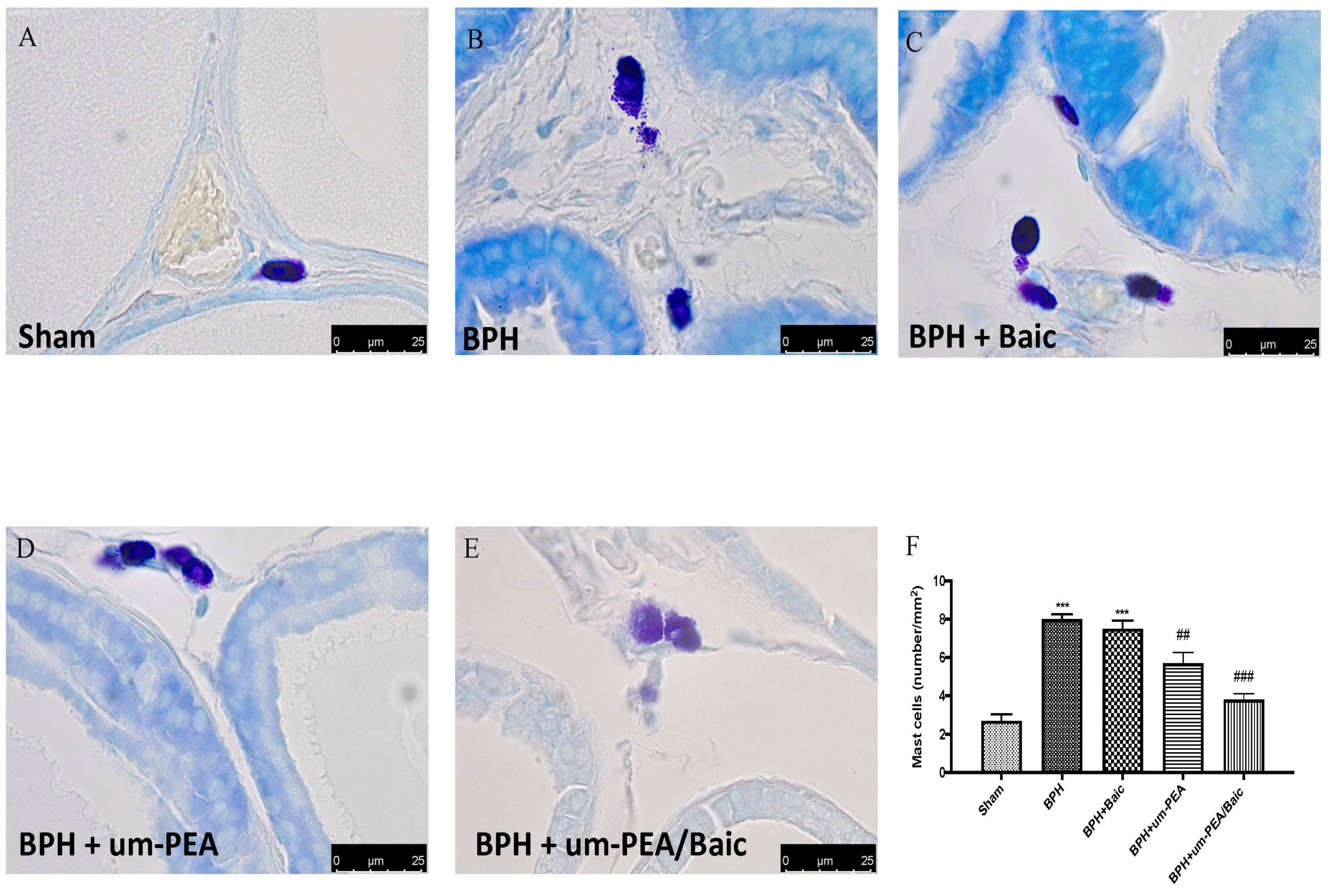 Antioxidants 10 01014 g004
