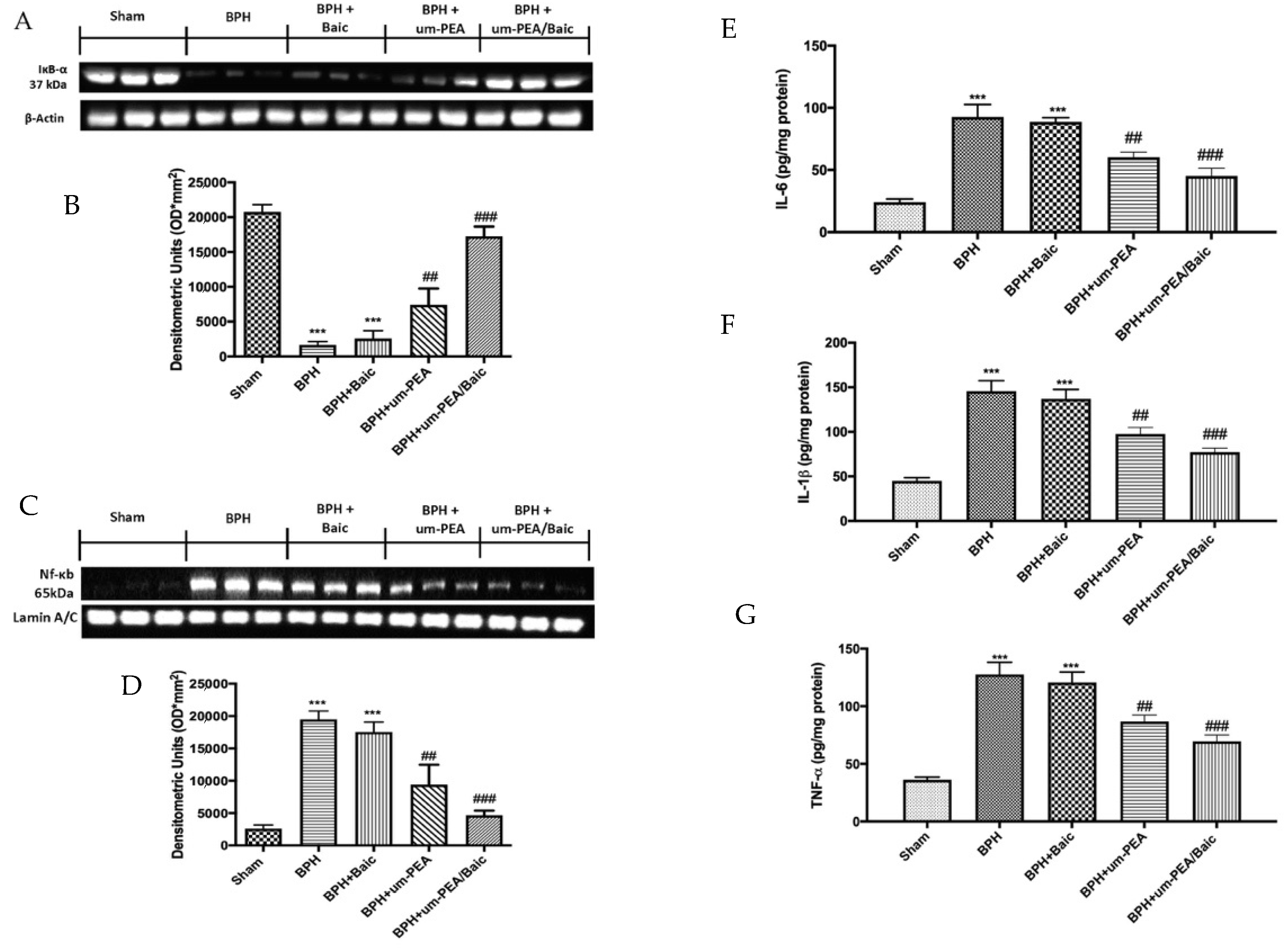 Antioxidants 10 01014 g005