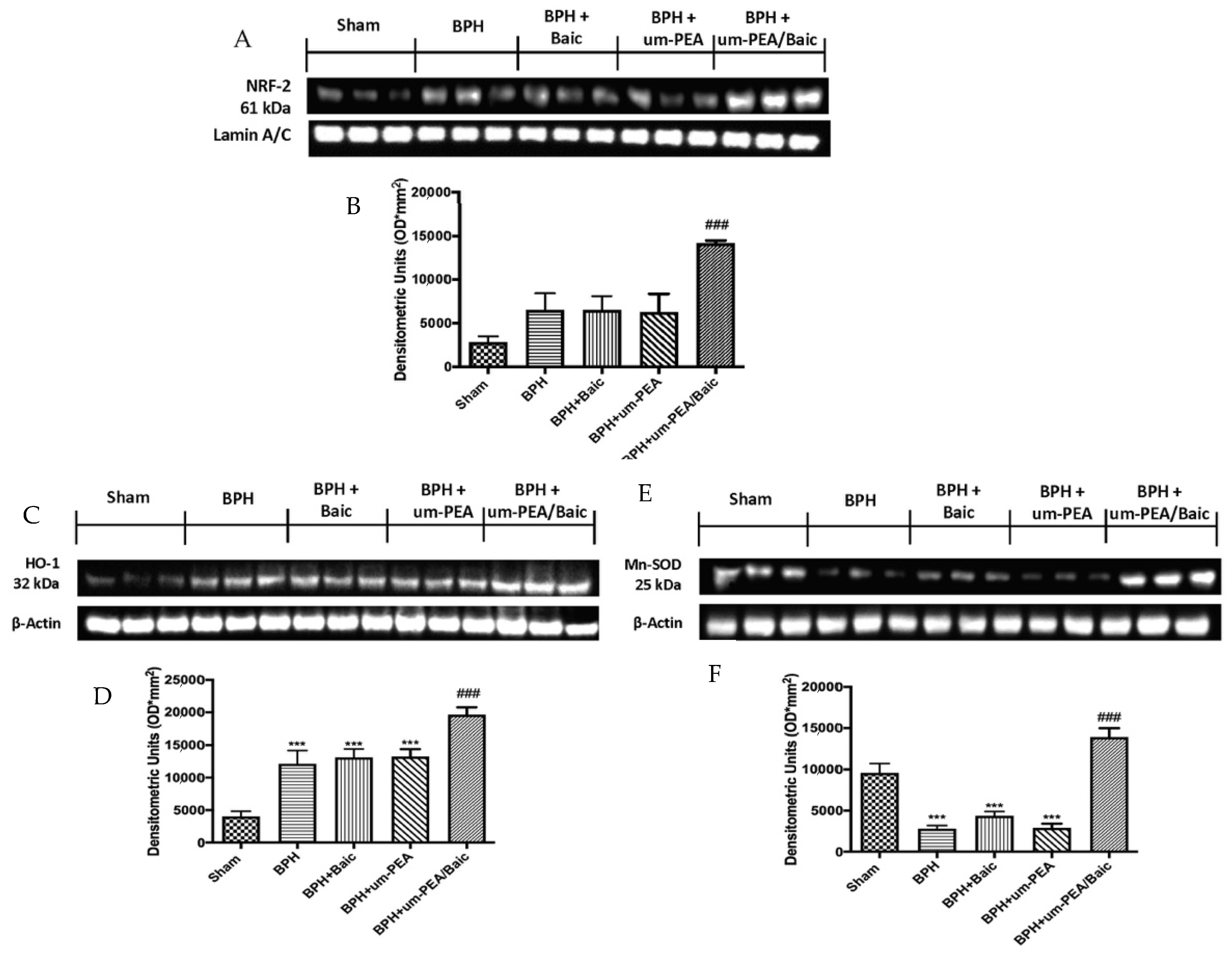 Antioxidants 10 01014 g006