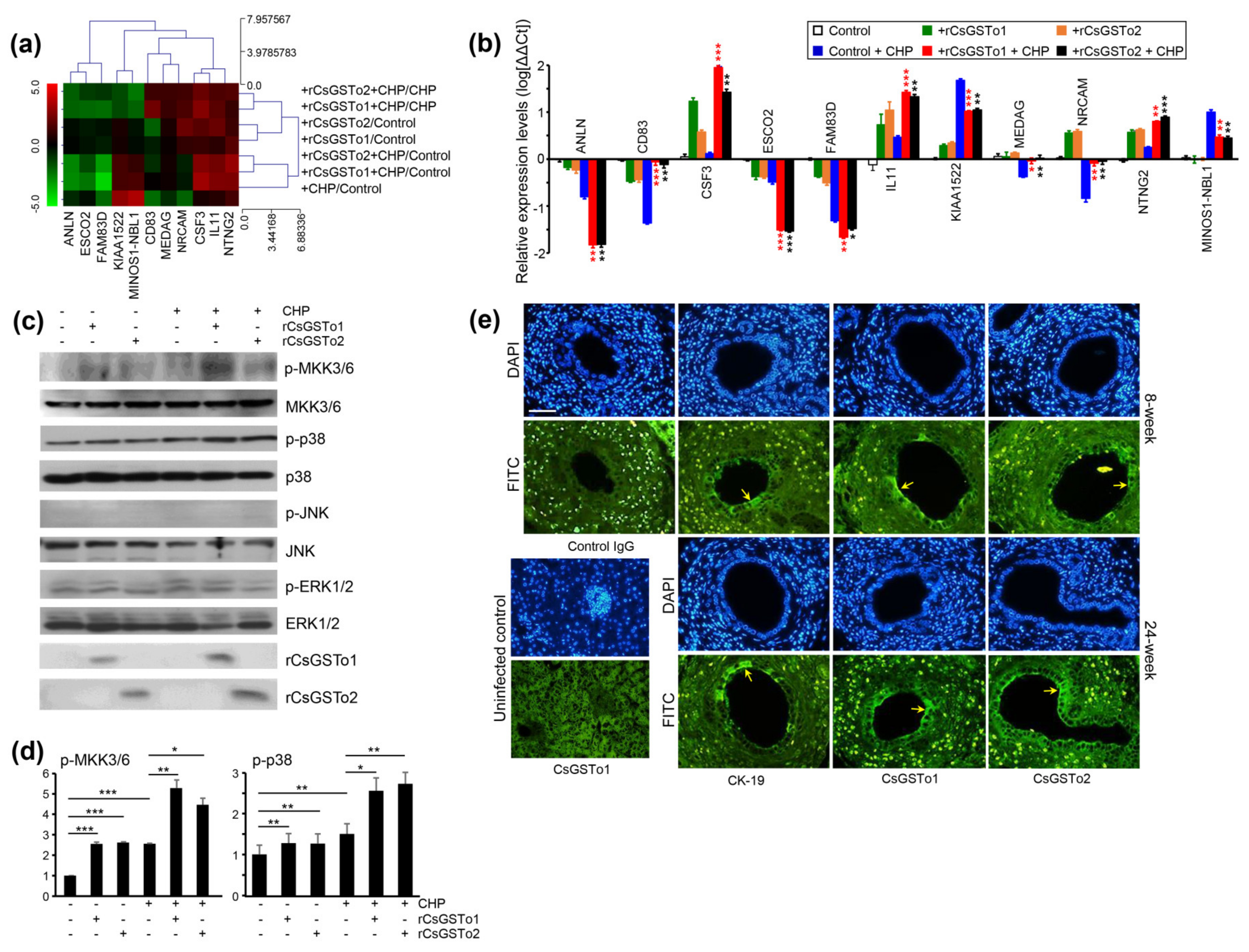 Antioxidants 10 01017 g005