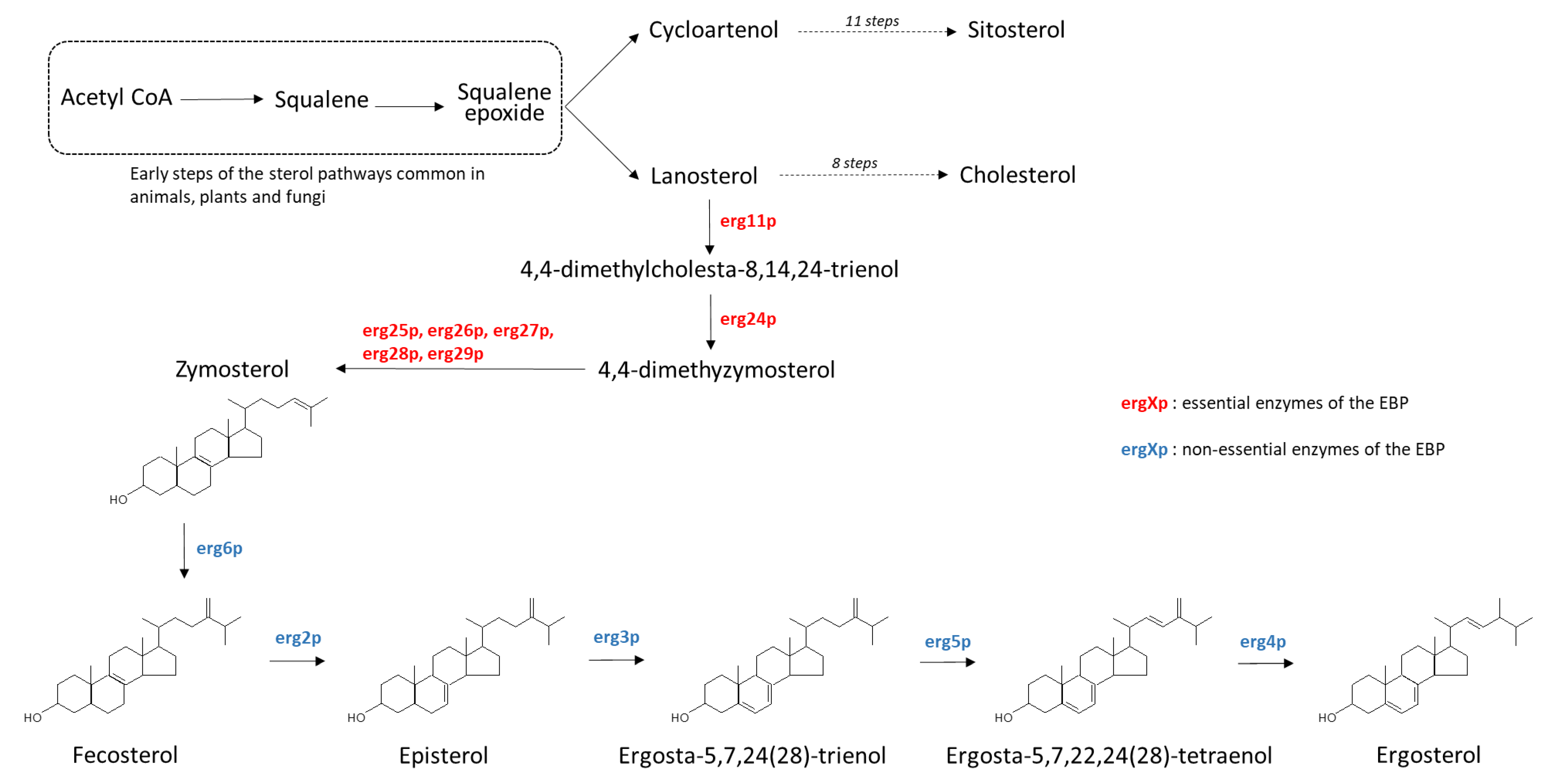 Antioxidants 10 01024 g0a1