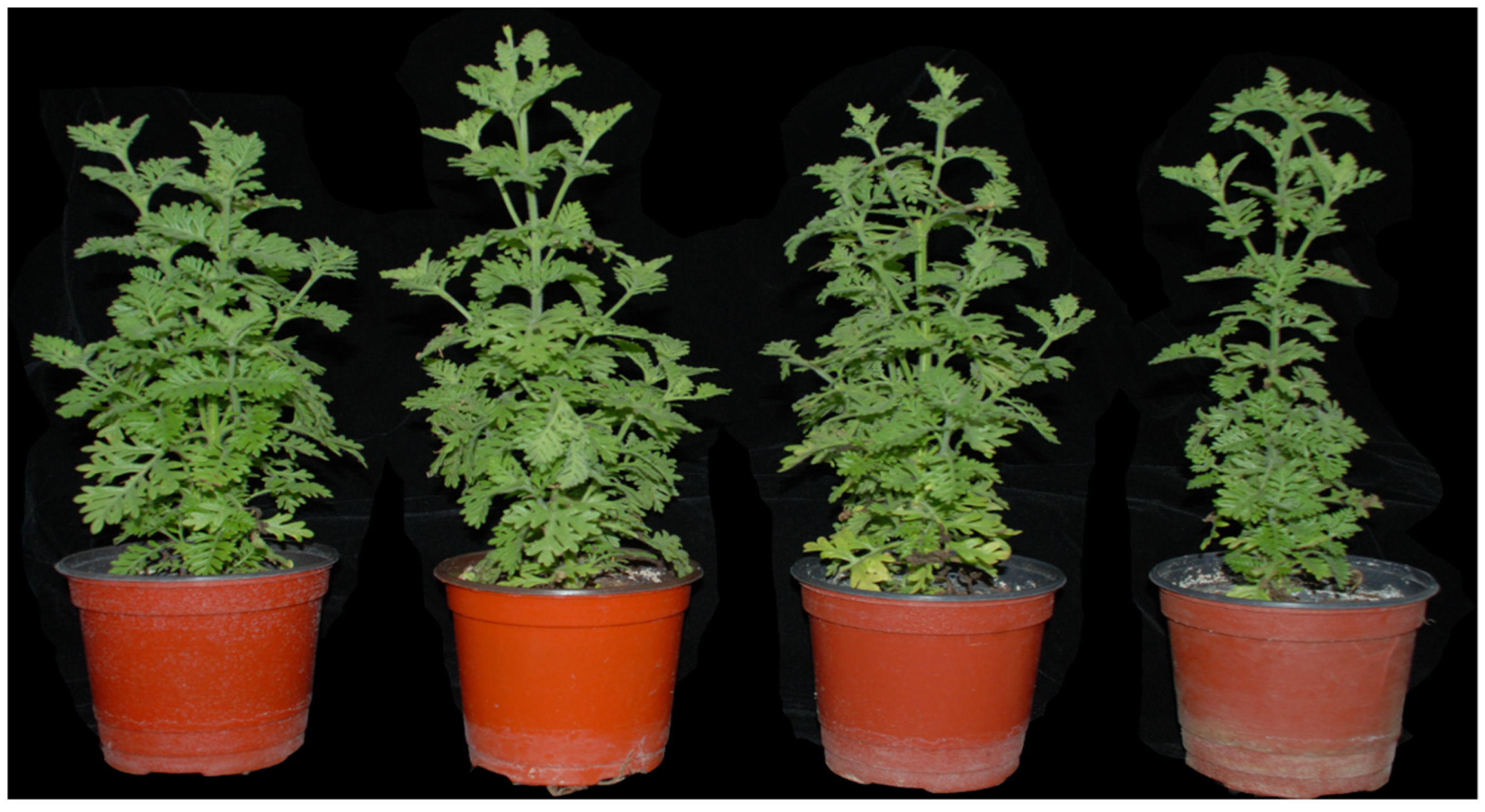 Antioxidants 10 01027 g001