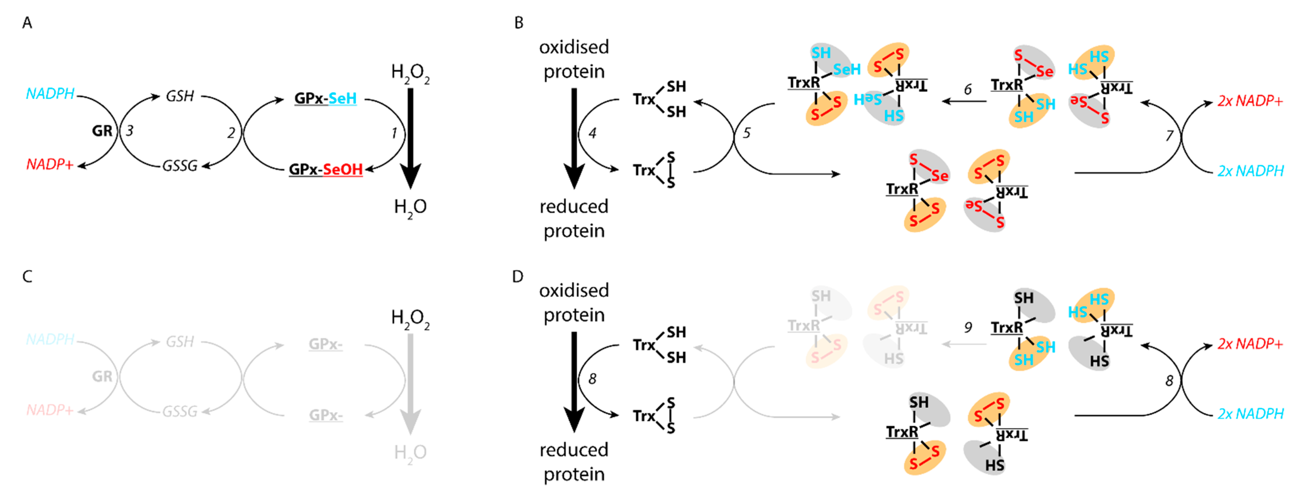 Antioxidants 10 01030 g003