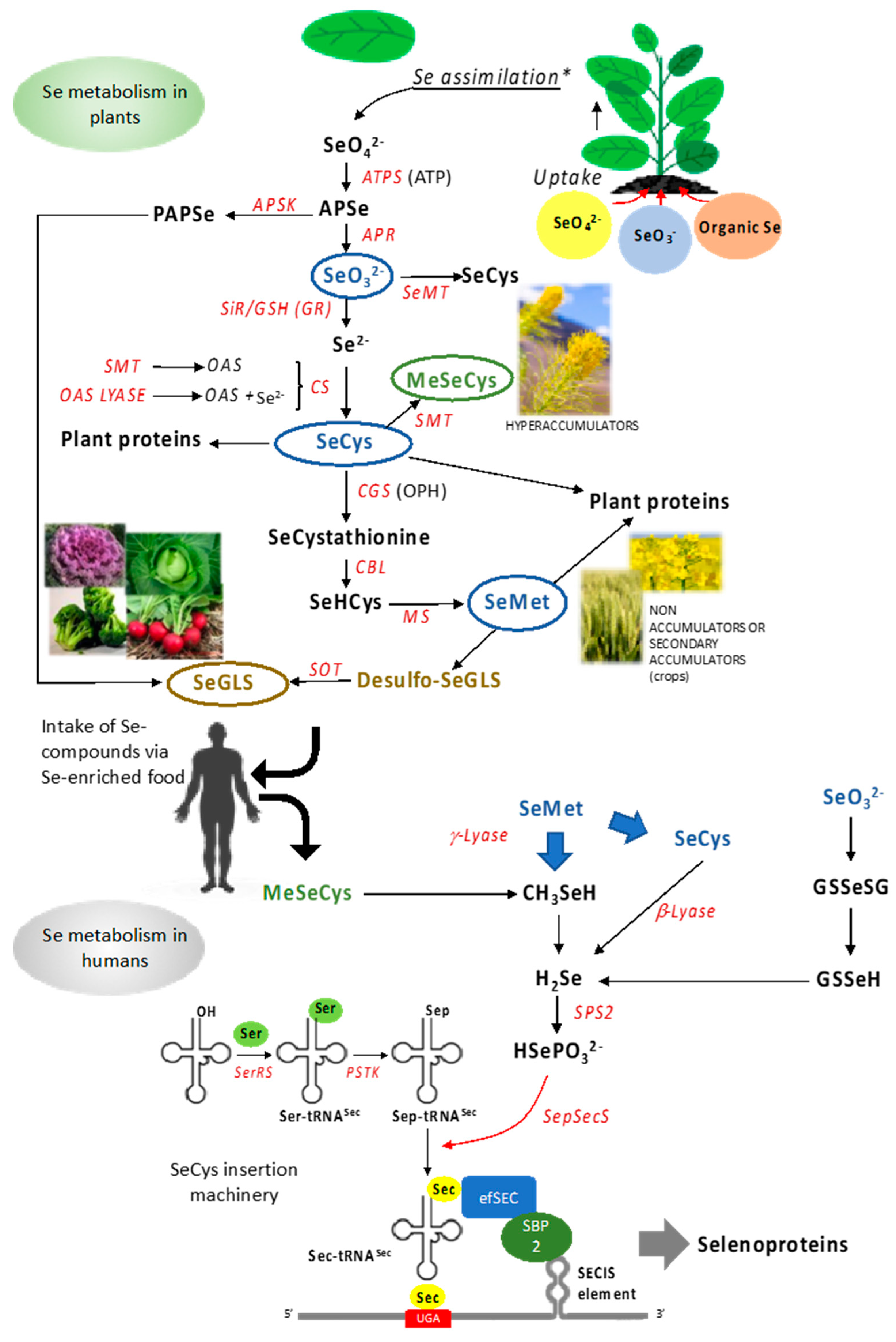 Antioxidants 10 01031 g001 Antioxidants 10 01031 g001