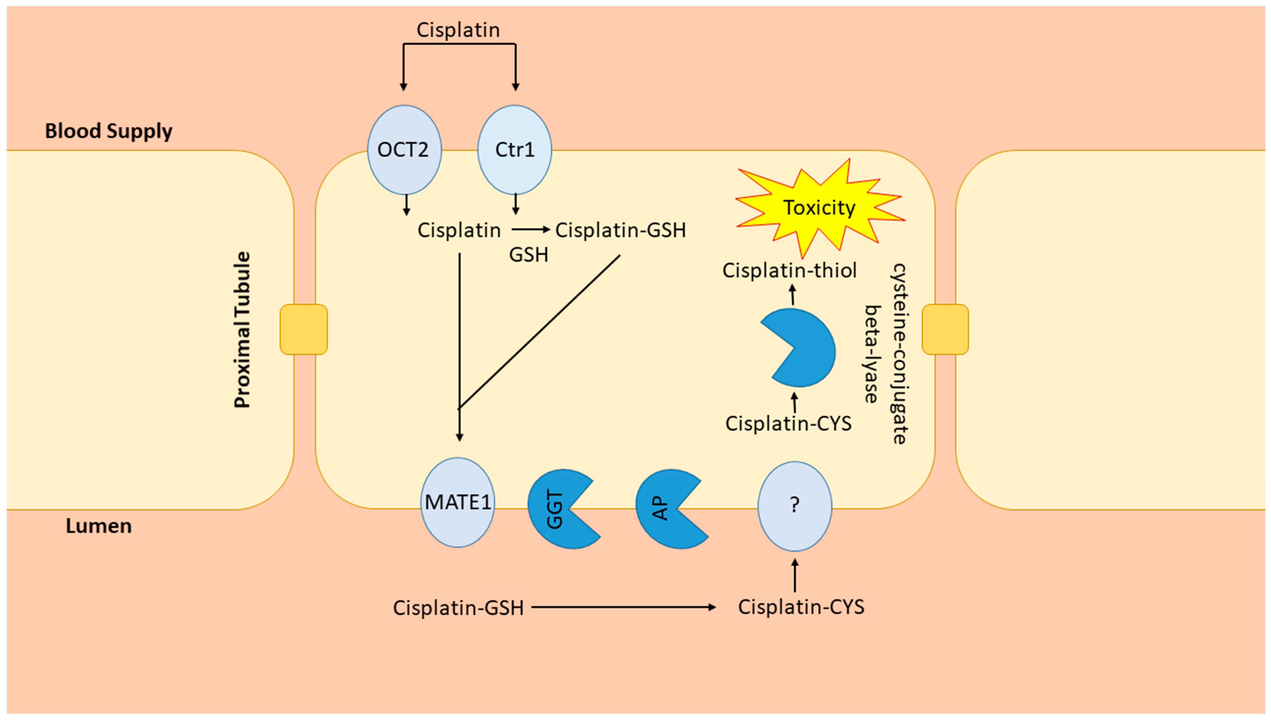 Antioxidants 10 01036 g001