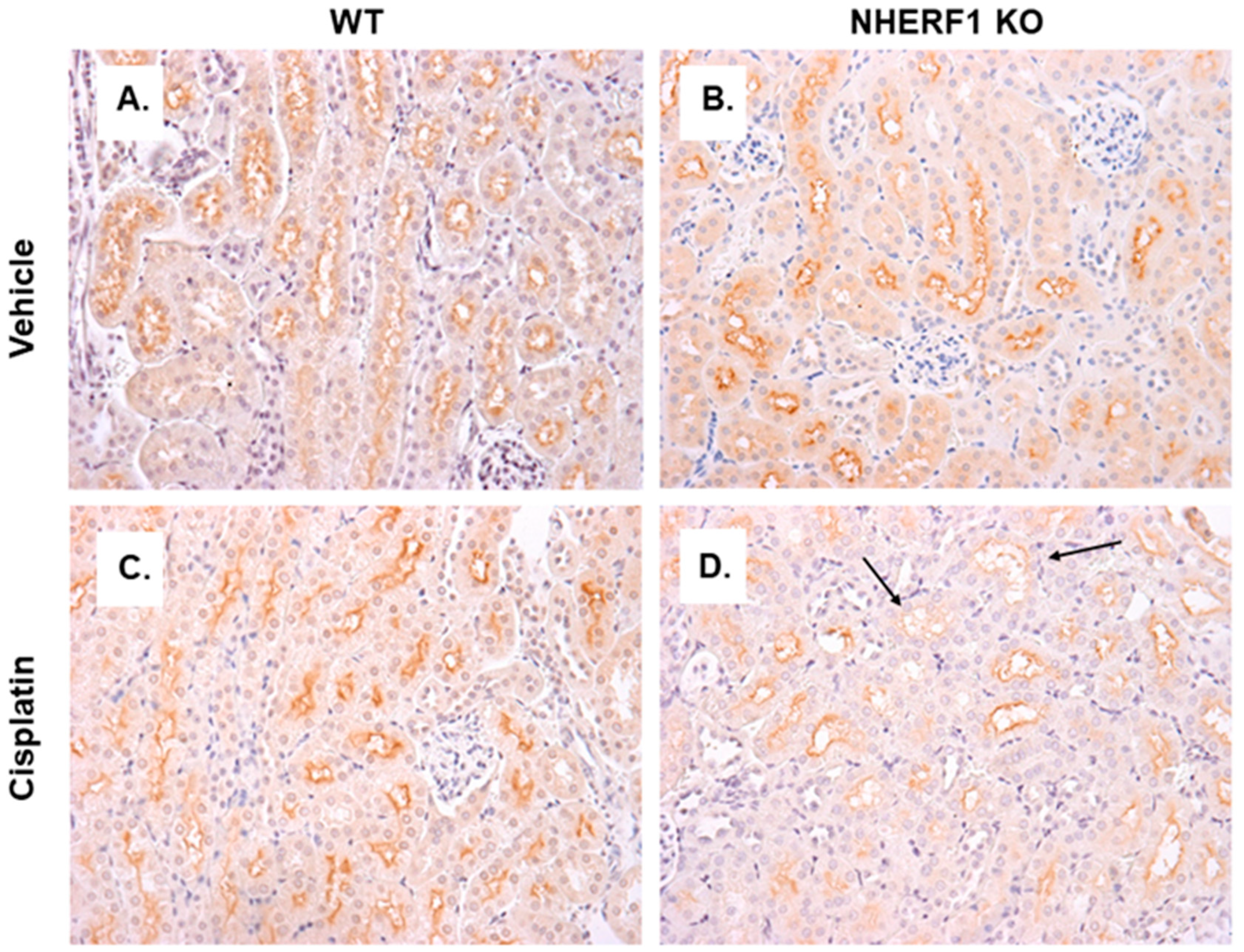 Antioxidants 10 01036 g008