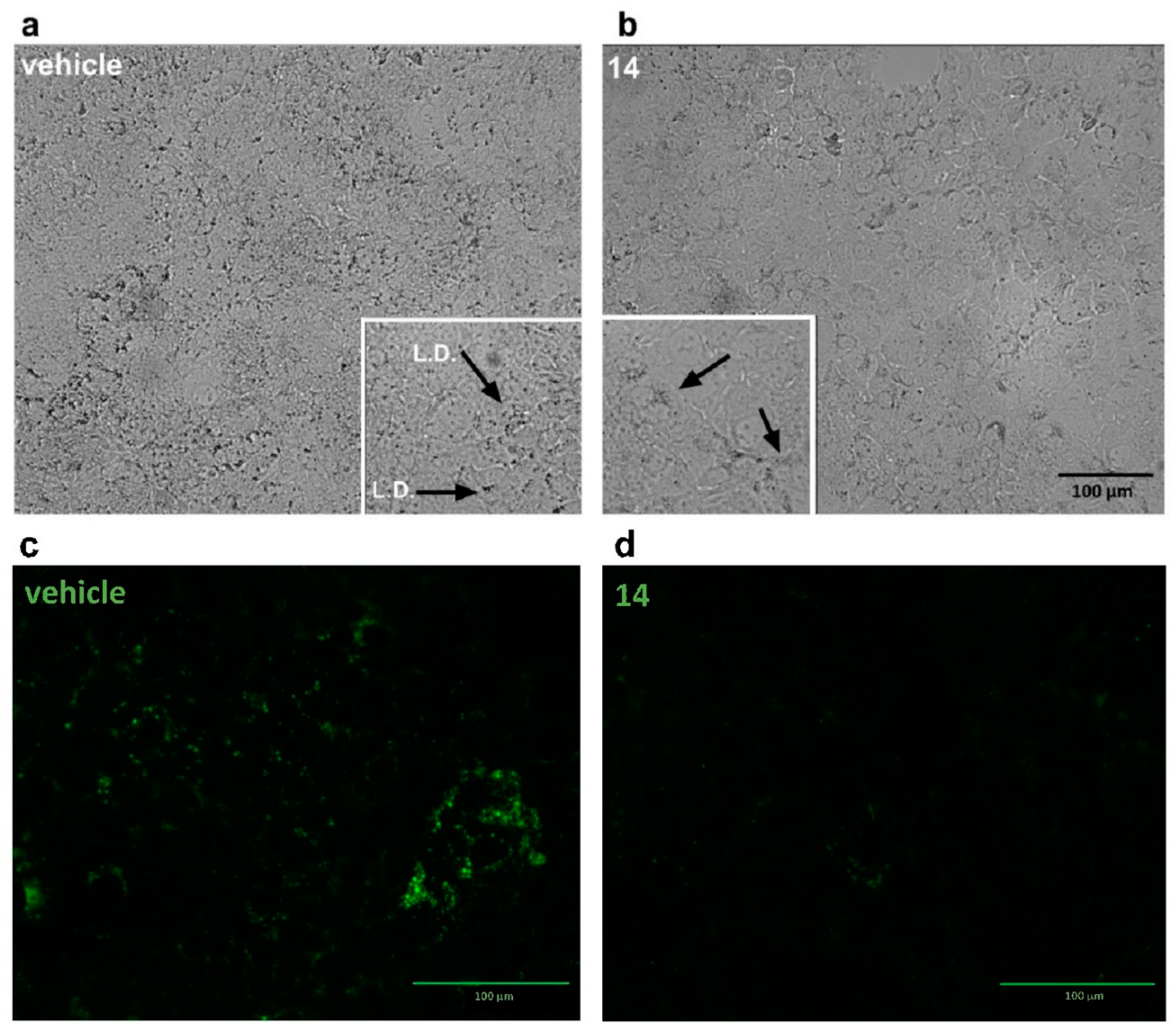 Antioxidants 10 01042 g008