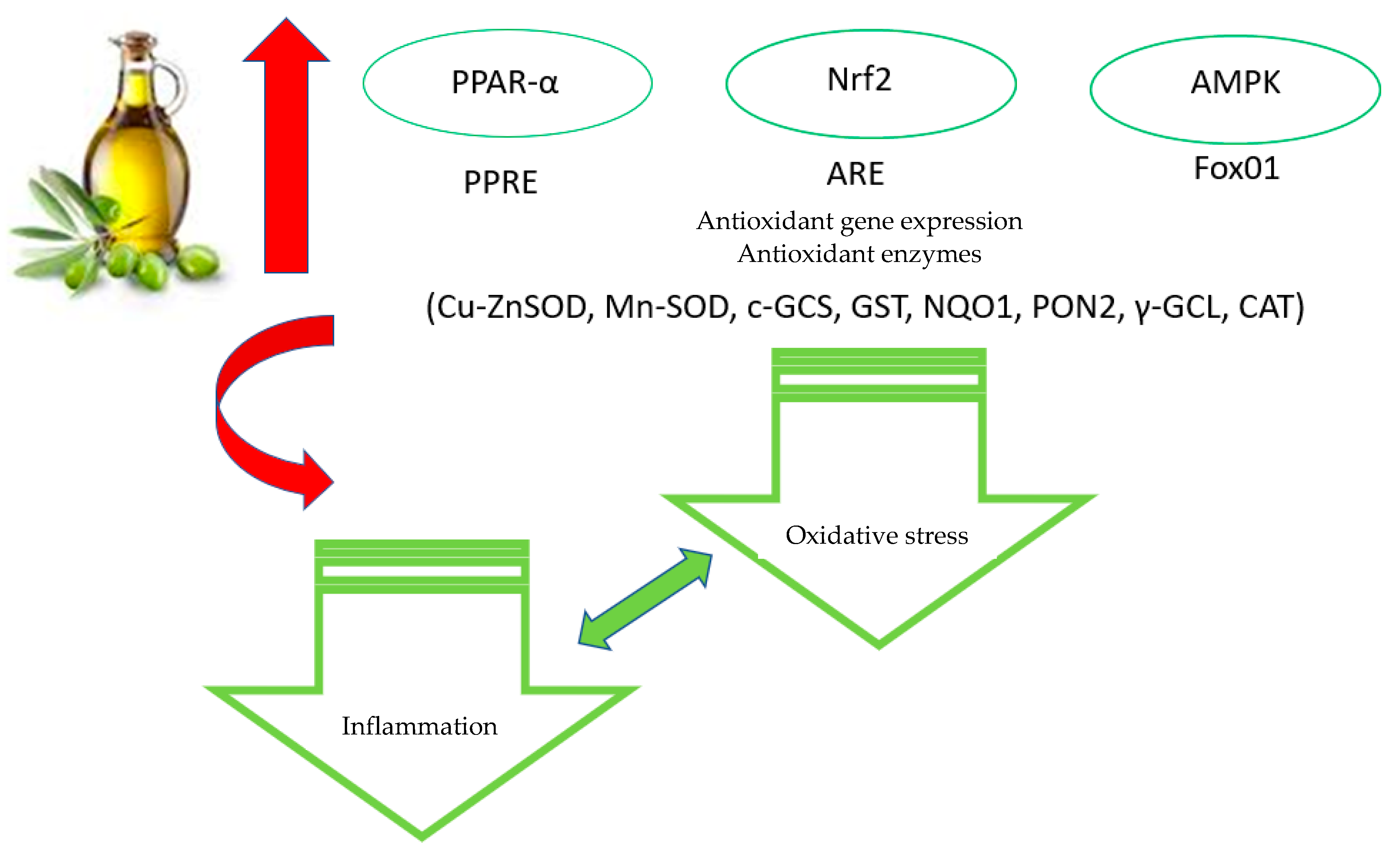 Antioxidants 10 01044 g002