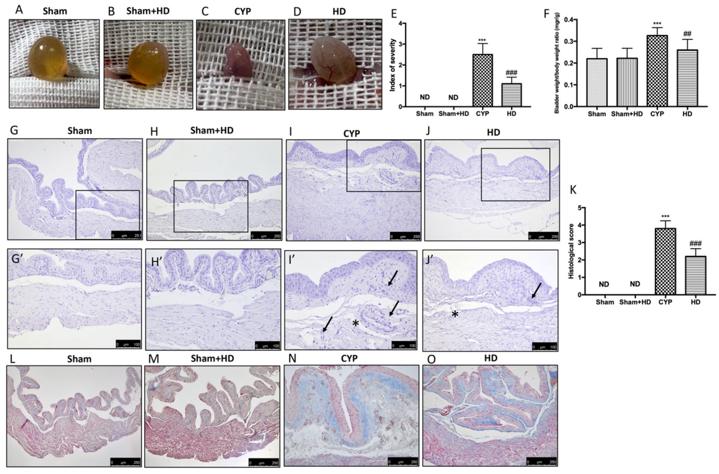 Antioxidants 10 01046 g001 Antioxidants 10 01046 g001