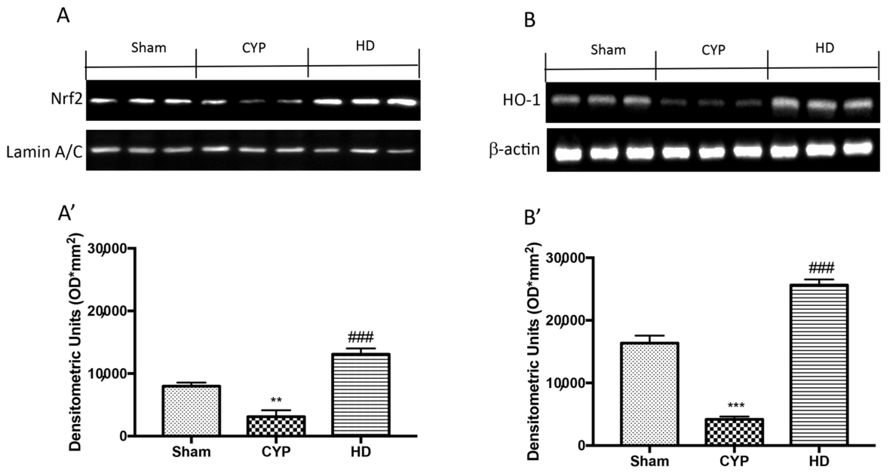 Antioxidants 10 01046 g002 Antioxidants 10 01046 g002
