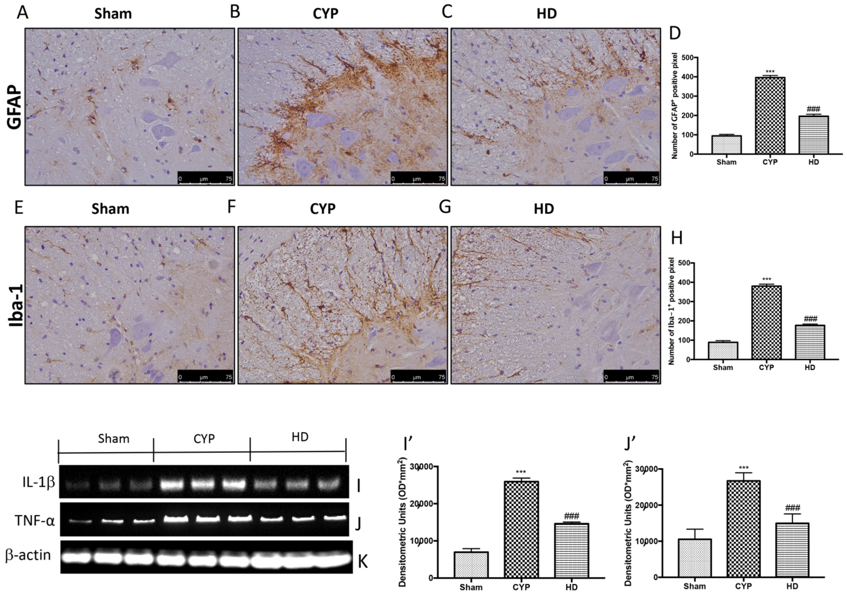 Antioxidants 10 01046 g007 Antioxidants 10 01046 g007