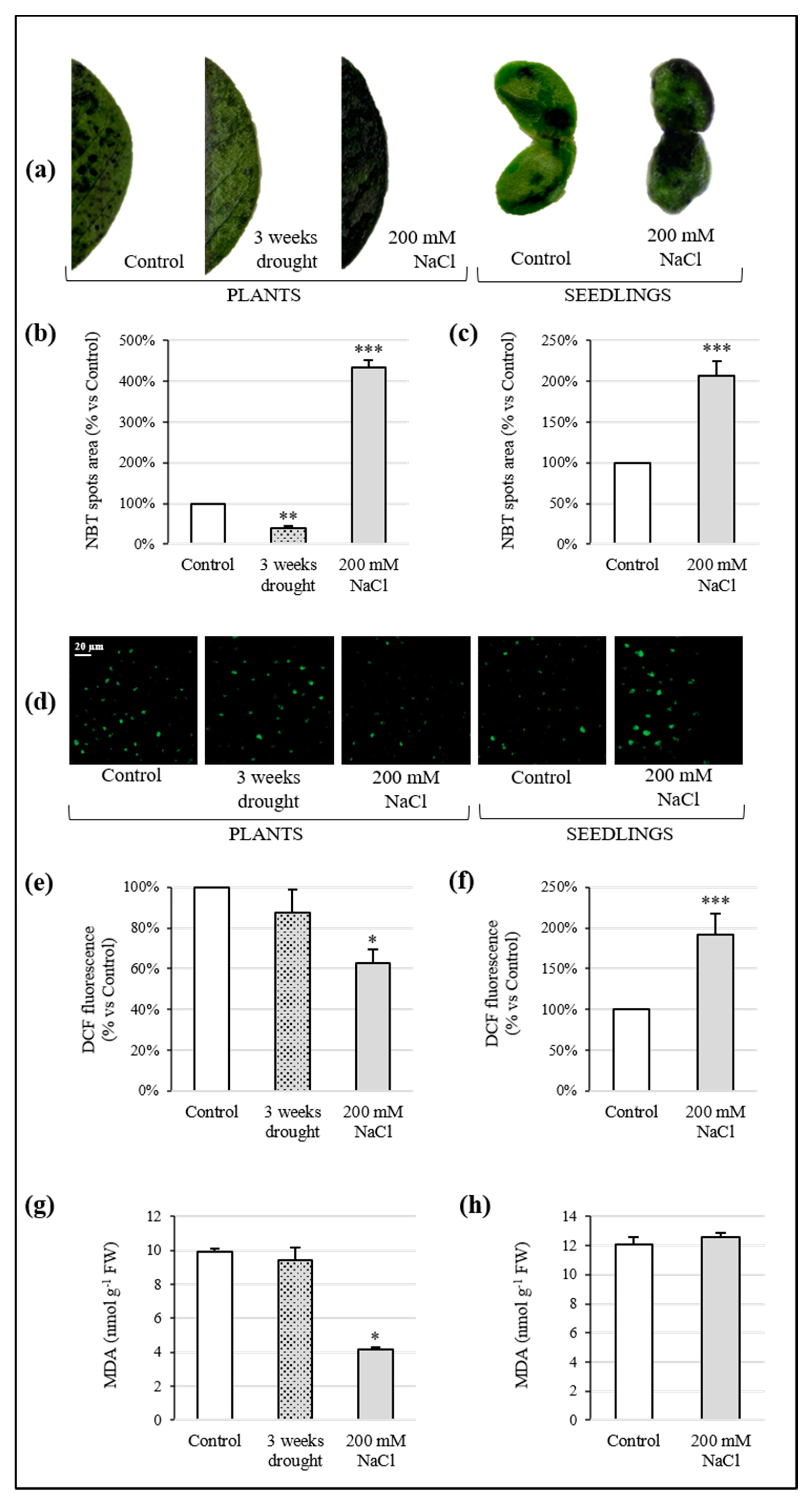 Antioxidants 10 01048 g004