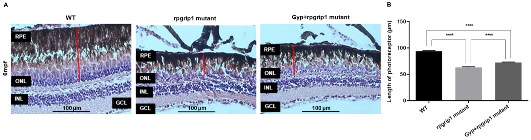 Antioxidants 10 01050 g001 Antioxidants 10 01050 g001