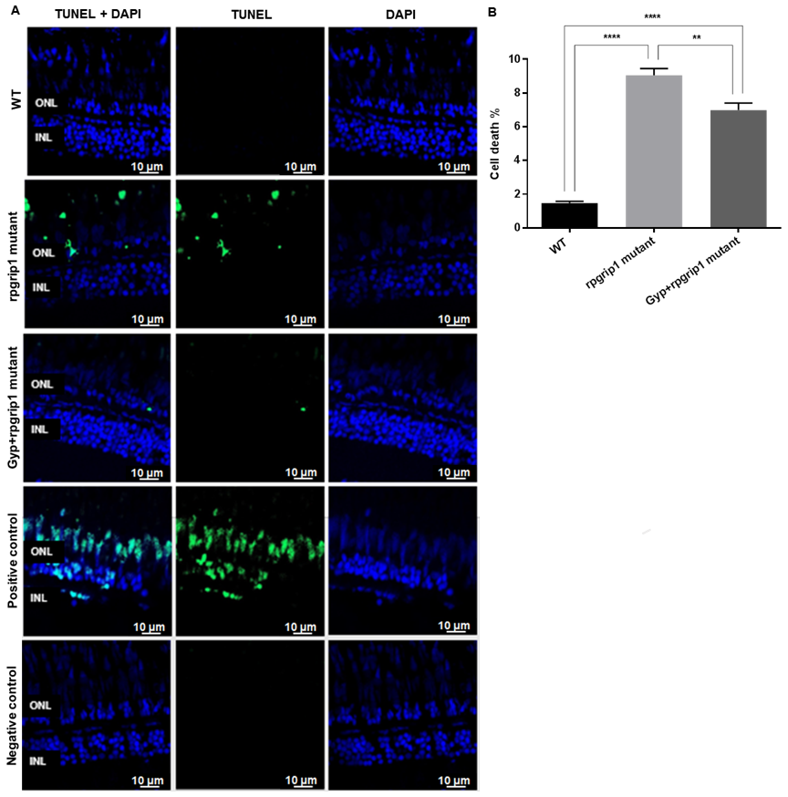 Antioxidants 10 01050 g003 Antioxidants 10 01050 g003