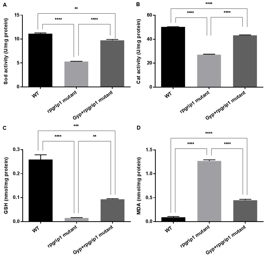 Antioxidants 10 01050 g005 Antioxidants 10 01050 g005