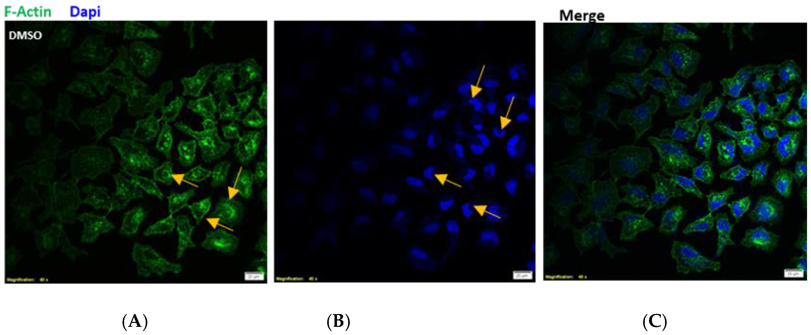 Antioxidants 10 01051 g004a