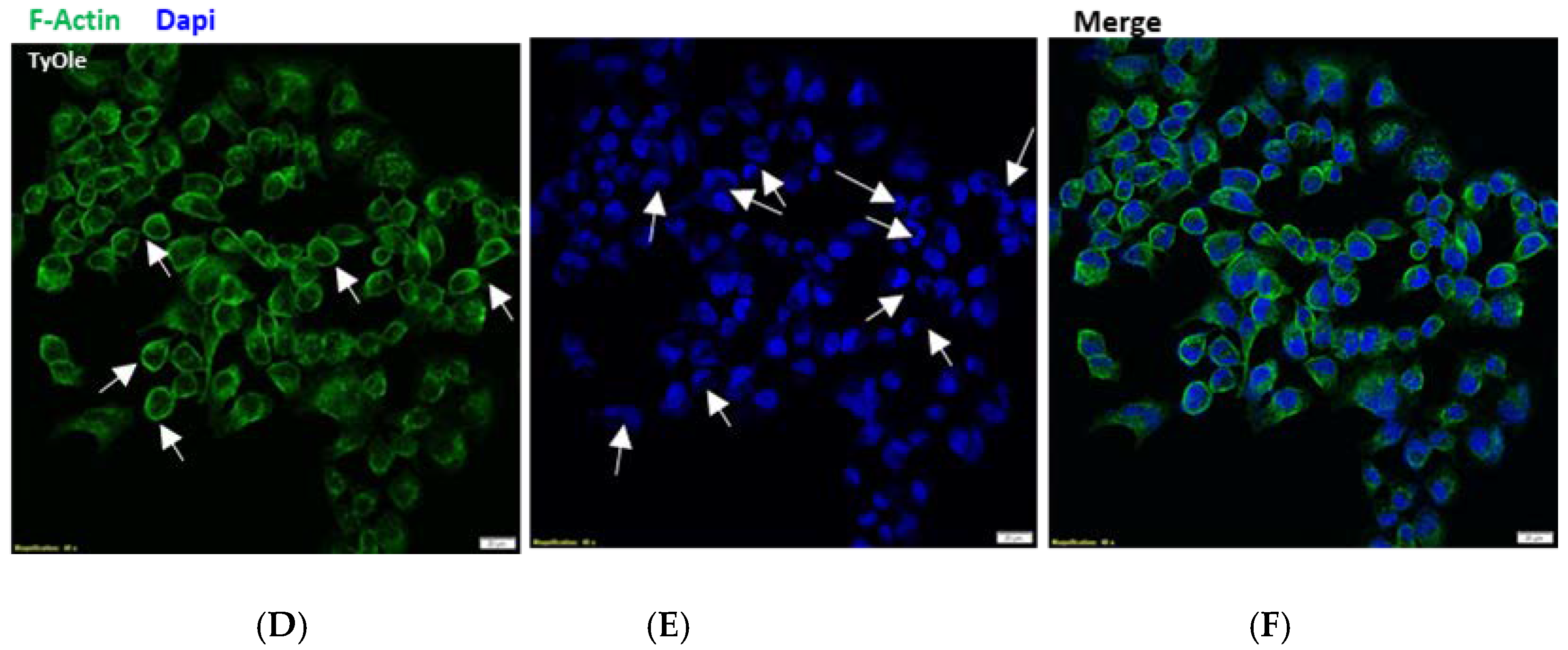 Antioxidants 10 01051 g004b