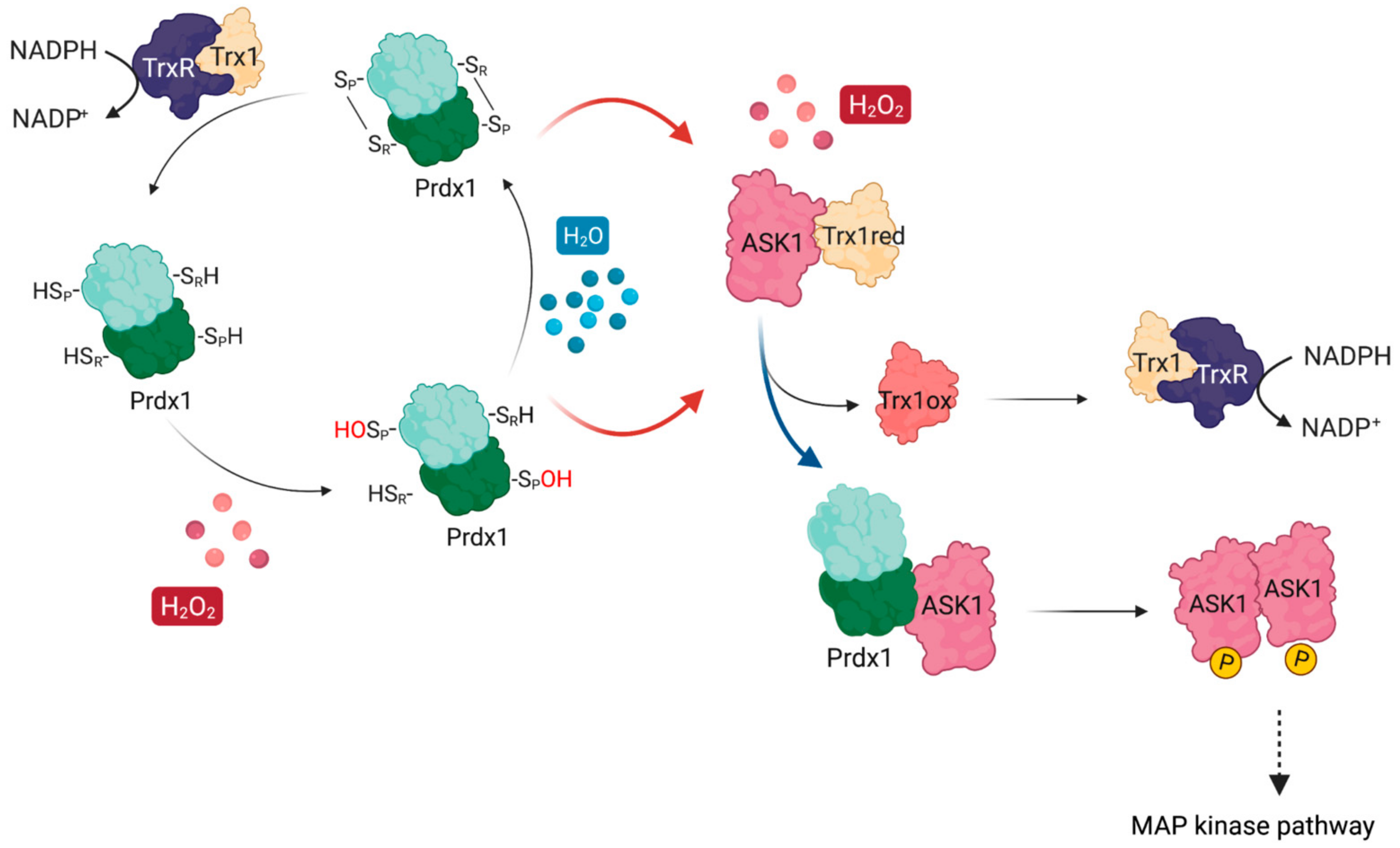 Antioxidants 10 01060 g001