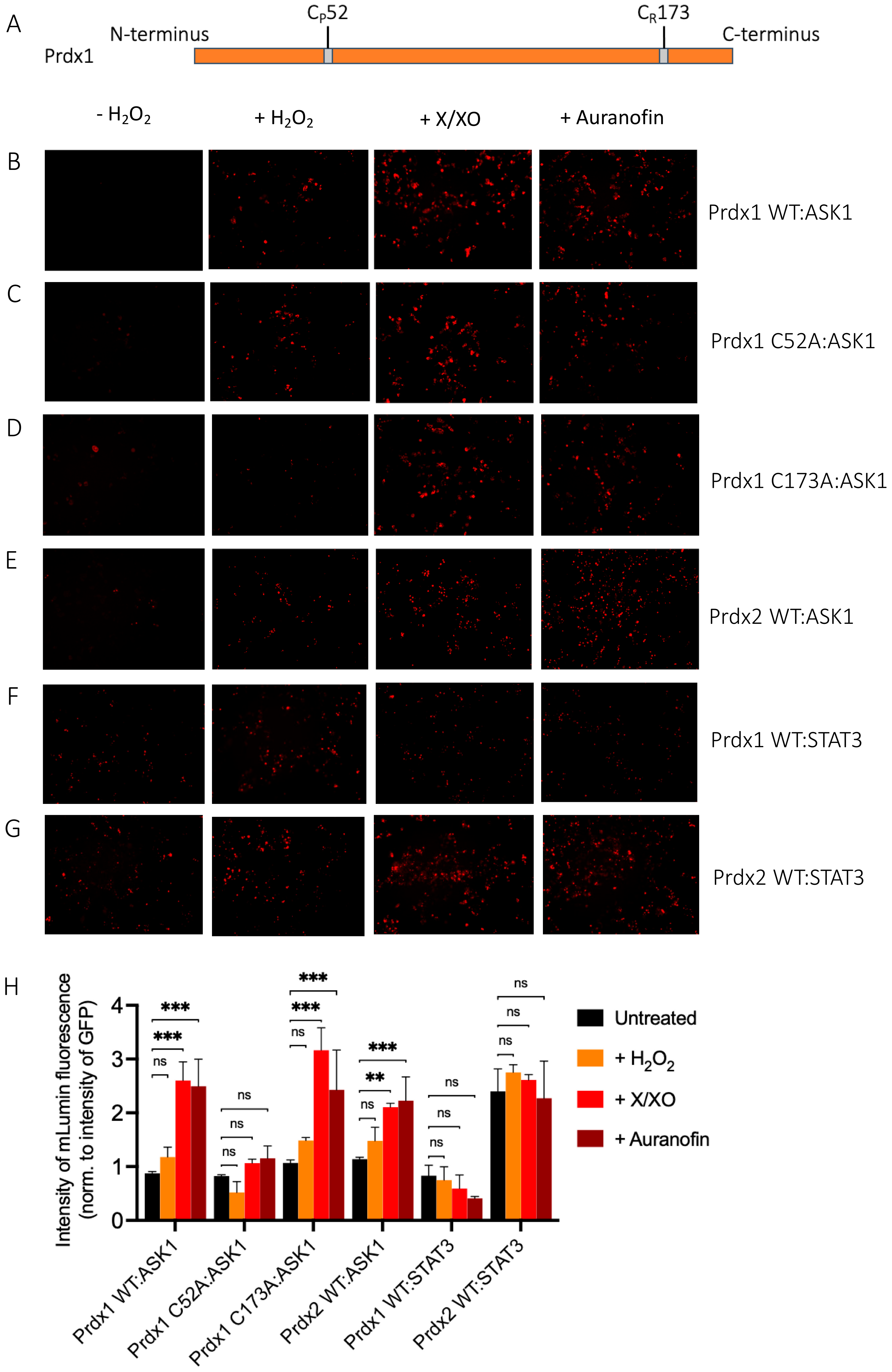 Antioxidants 10 01060 g003