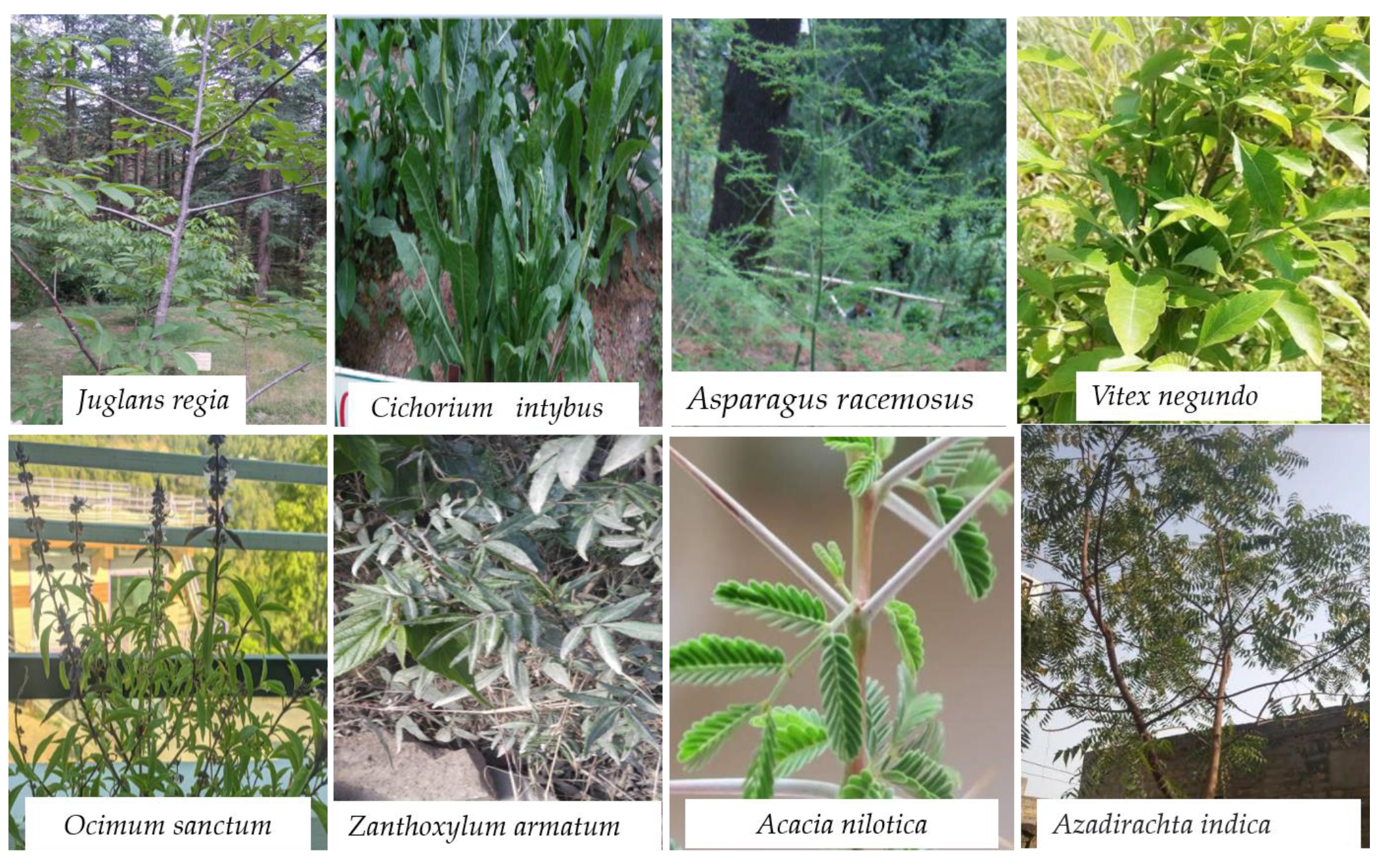 Antioxidants 10 01061 g001