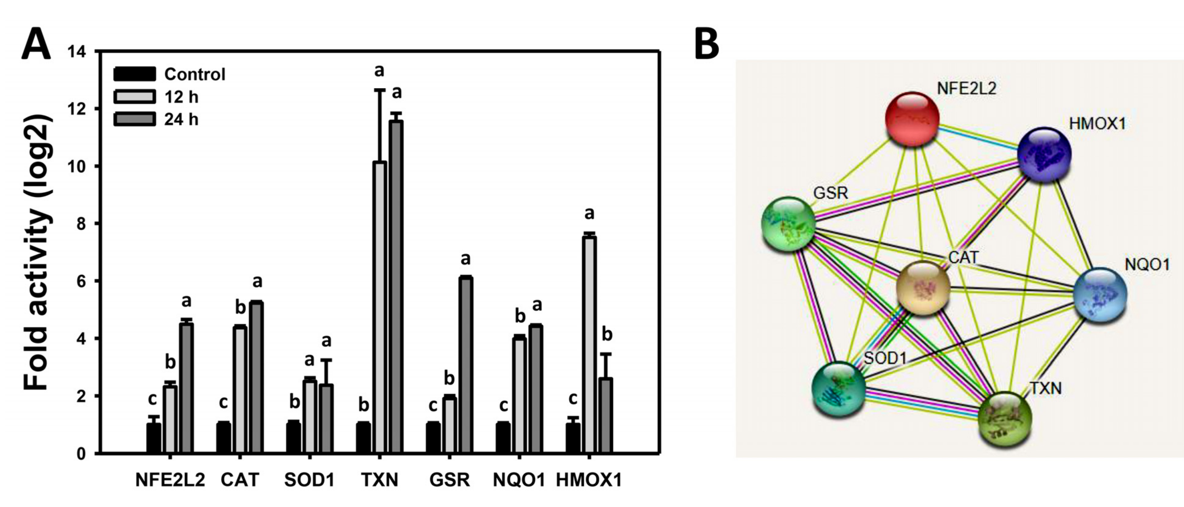 Antioxidants 10 01063 g007