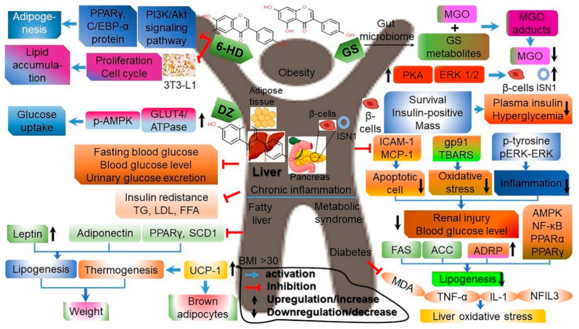 Antioxidants 10 01064 g006
