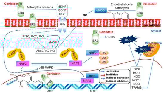 Antioxidants 10 01064 g007