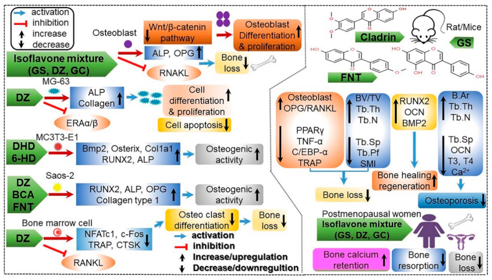 Antioxidants 10 01064 g010