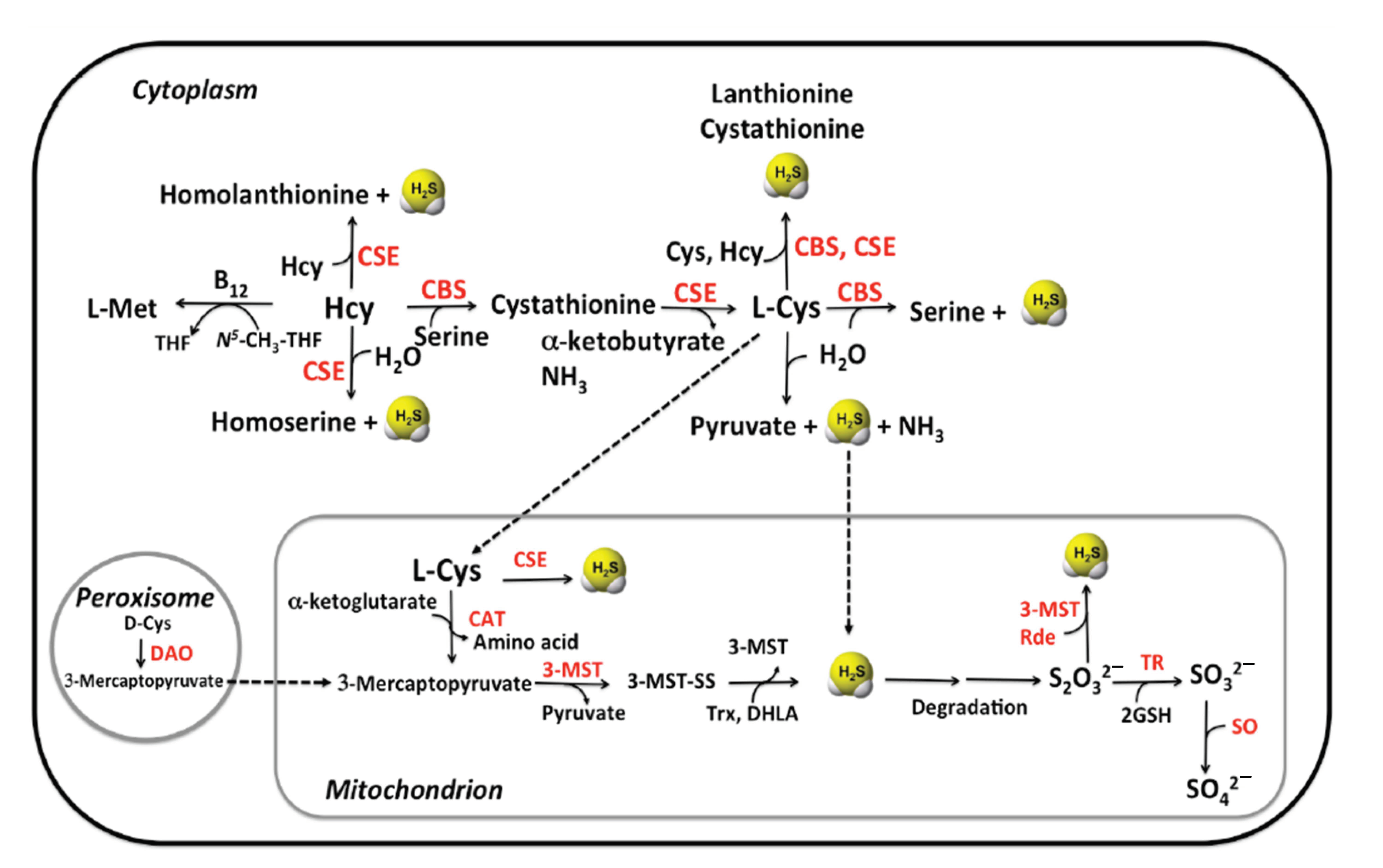Antioxidants 10 01065 g003