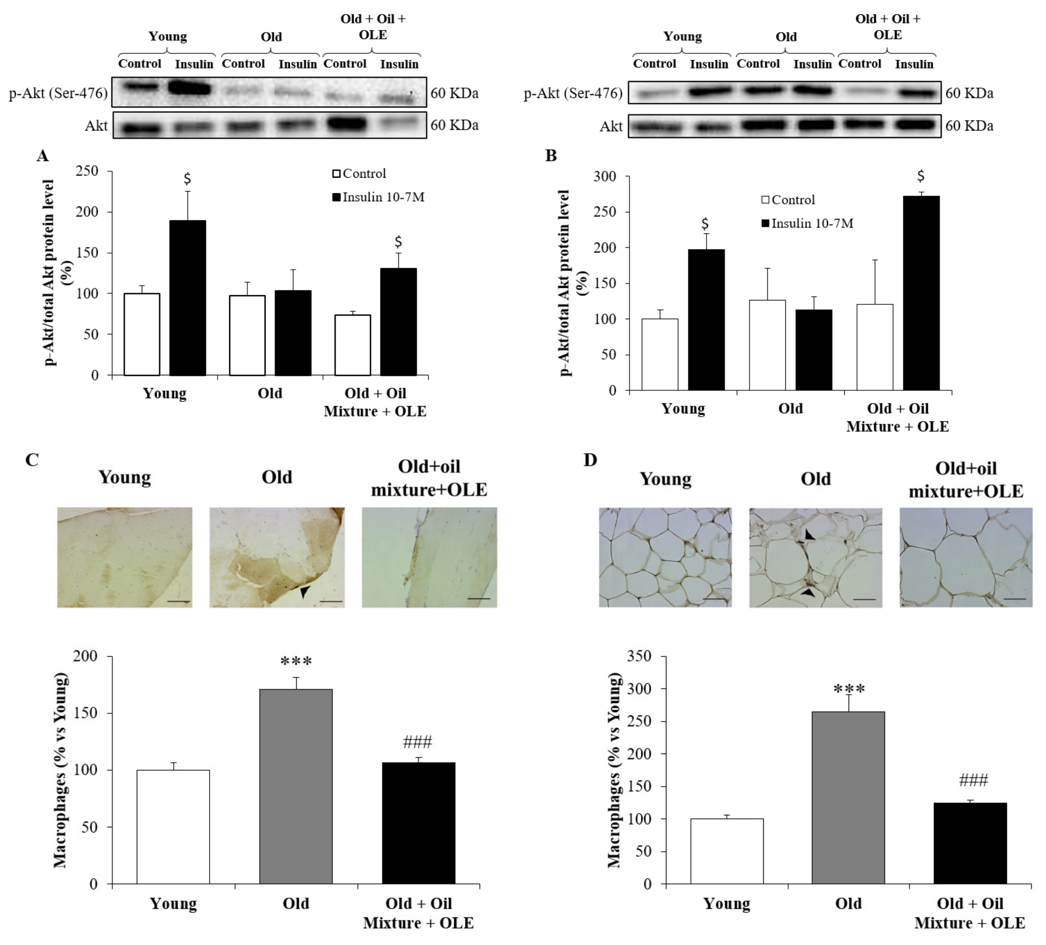 Antioxidants 10 01066 g003