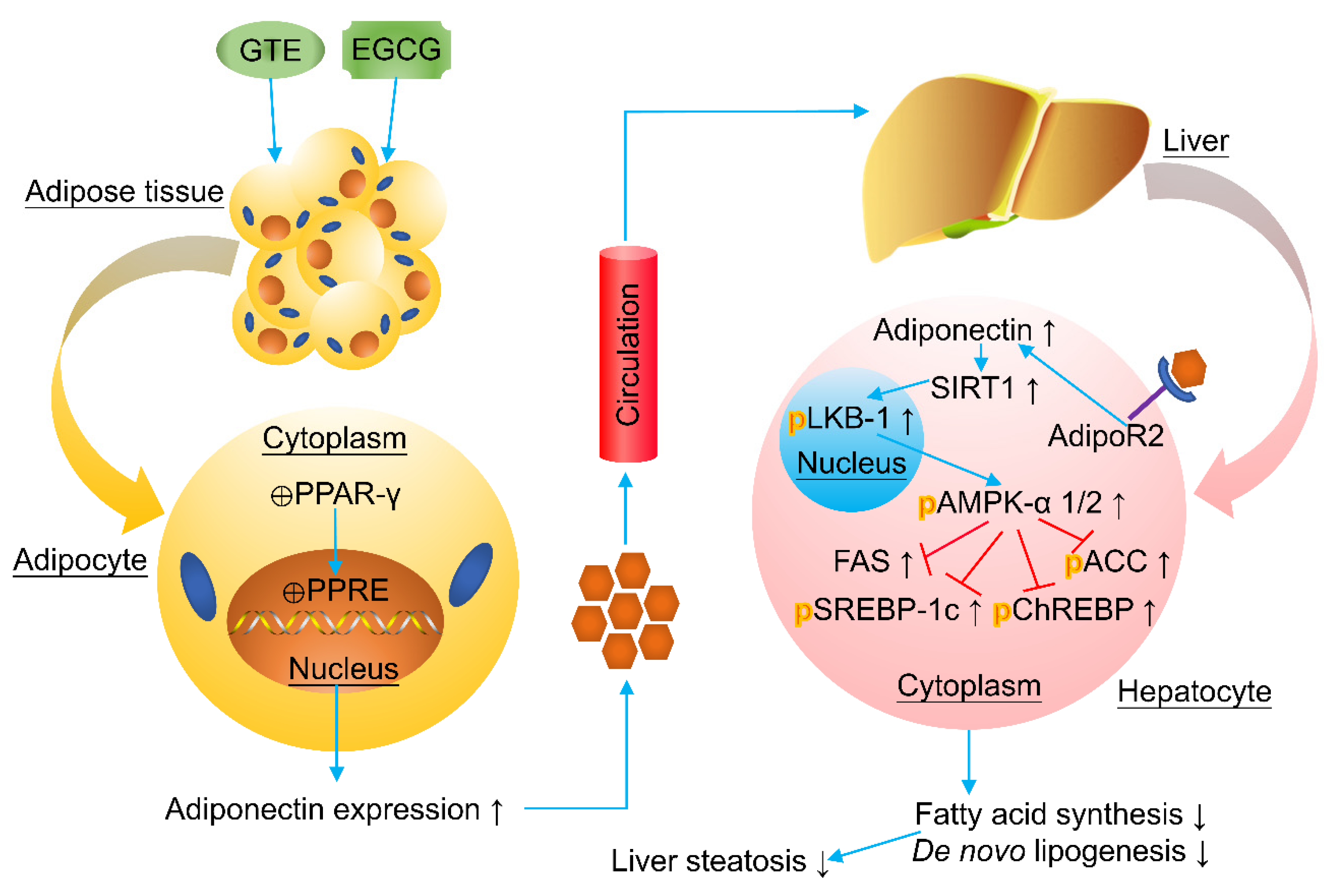 Antioxidants 10 01076 g003