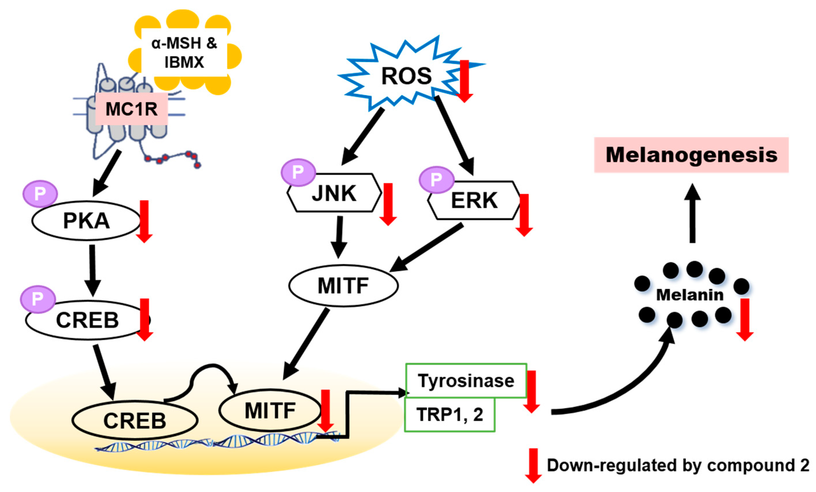 Antioxidants 10 01078 g008