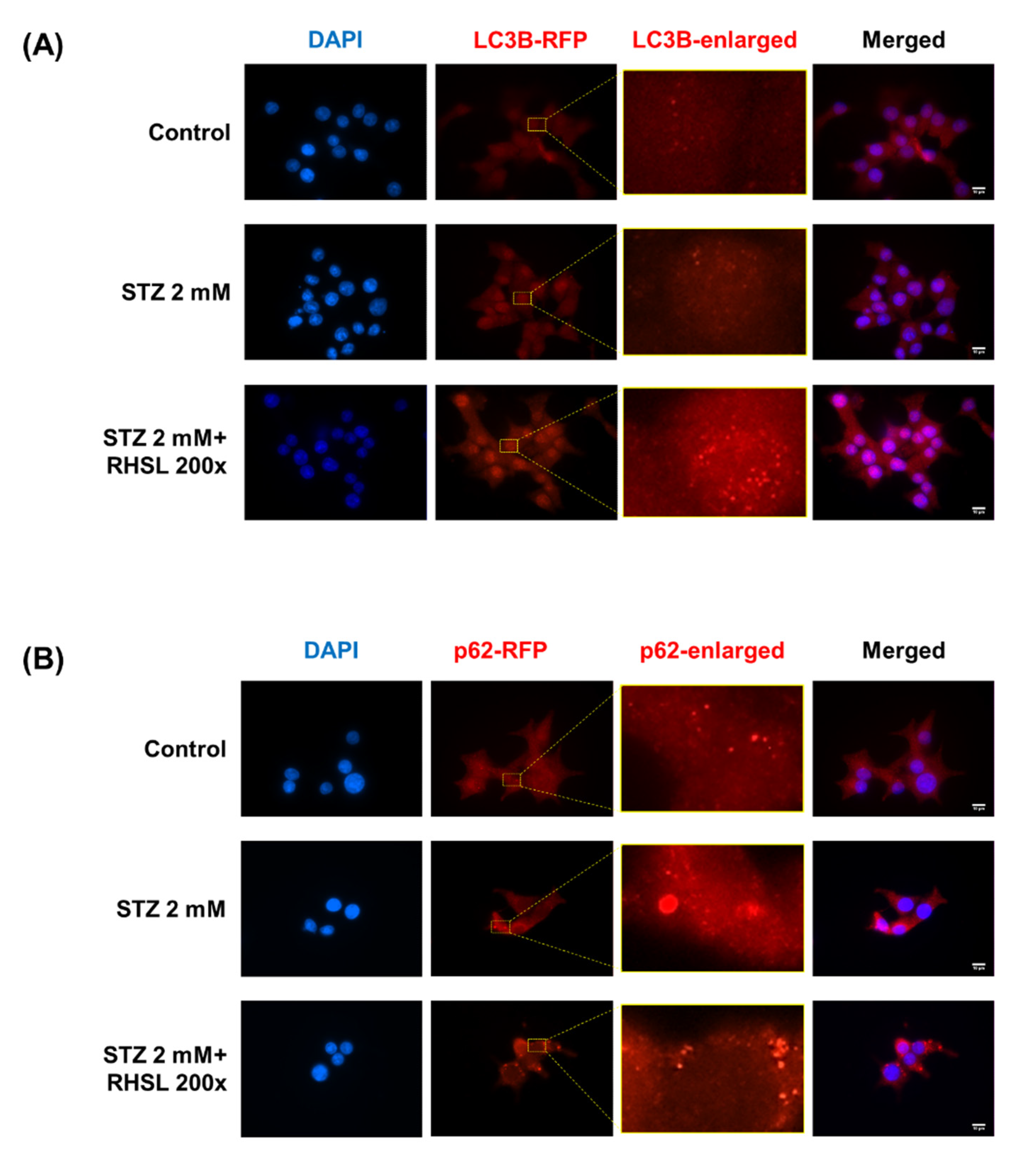 Antioxidants 10 01080 g004