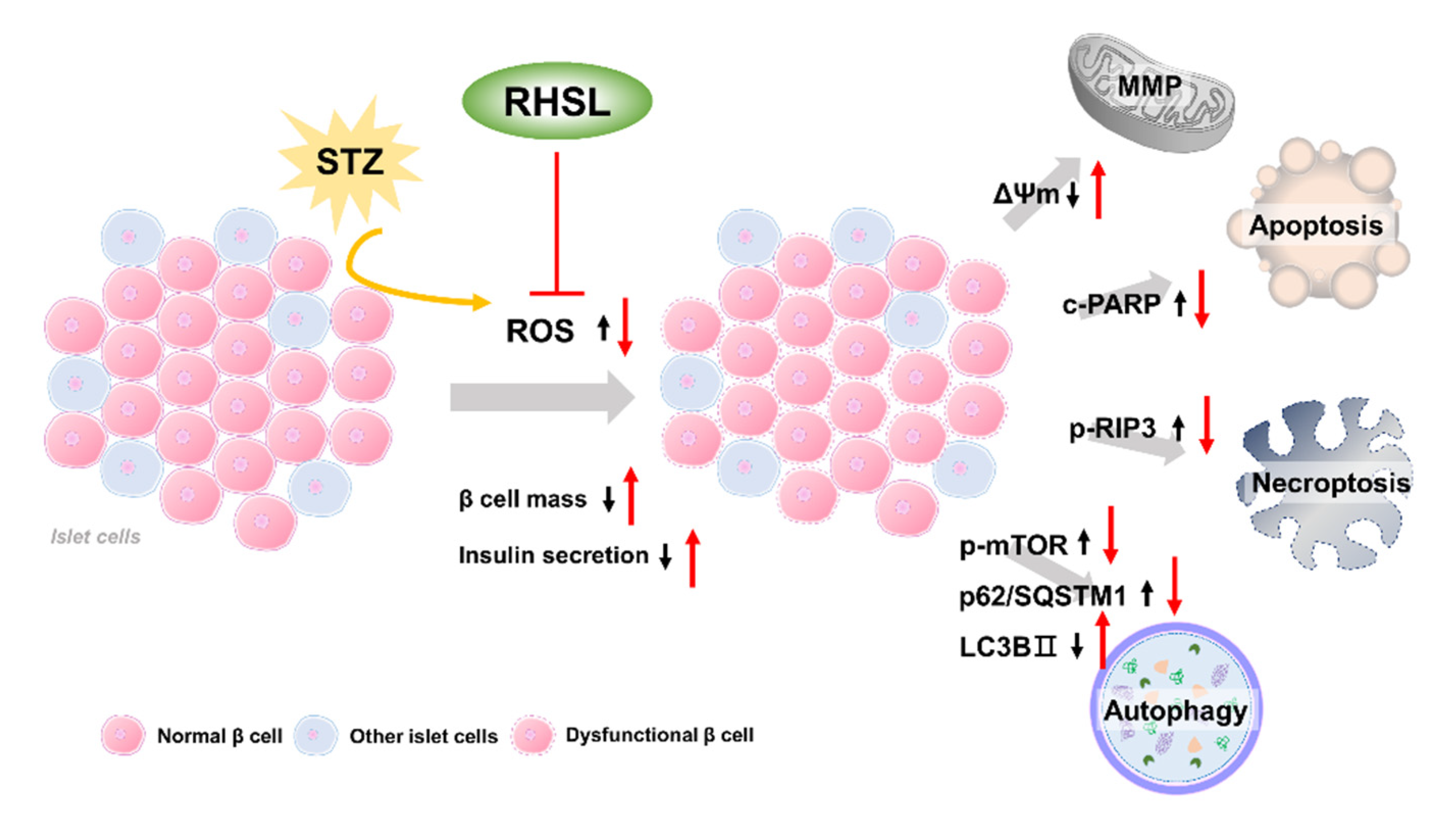 Antioxidants 10 01080 g006